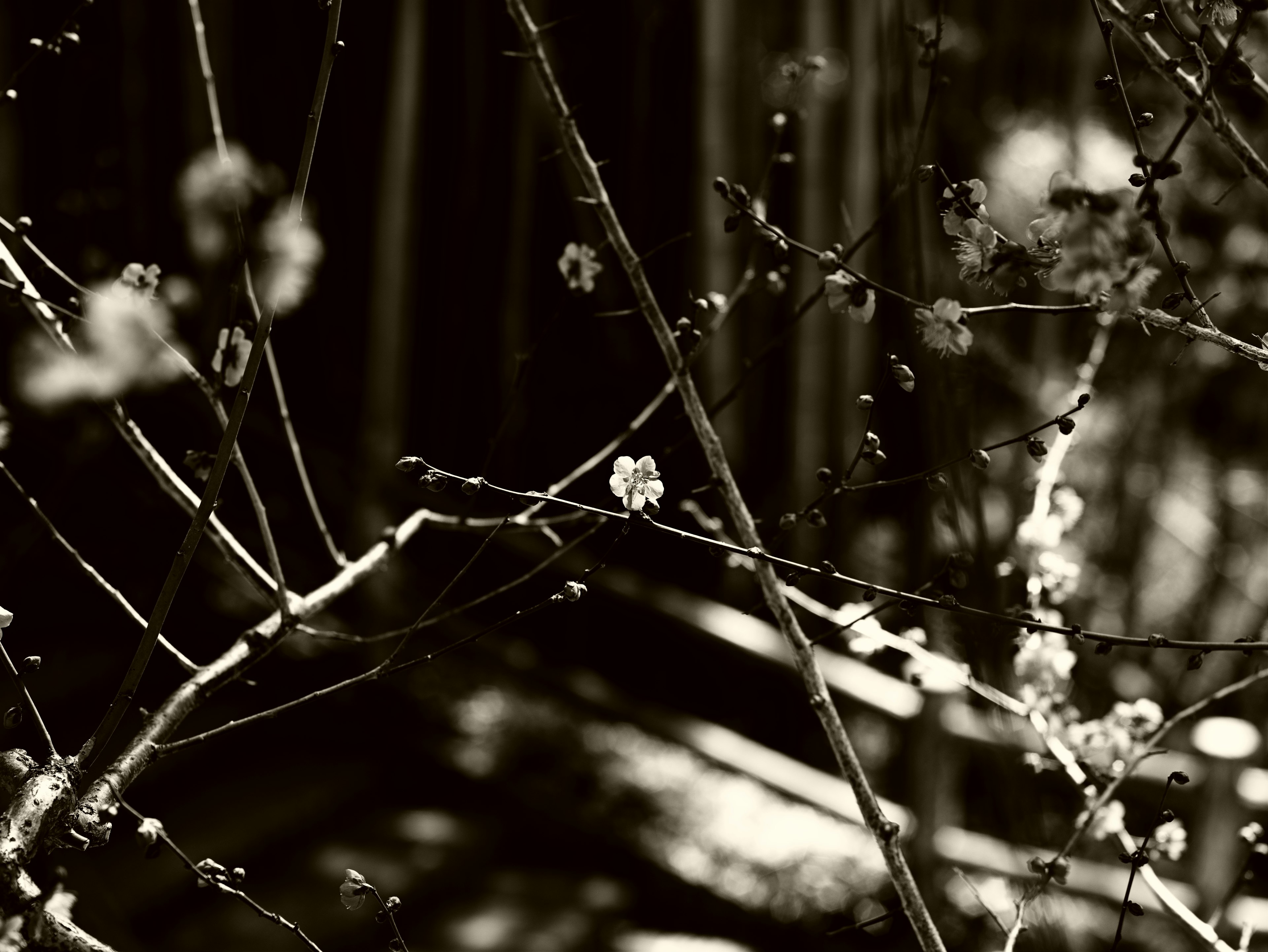 Primo piano di fiori e rami su sfondo monocromatico