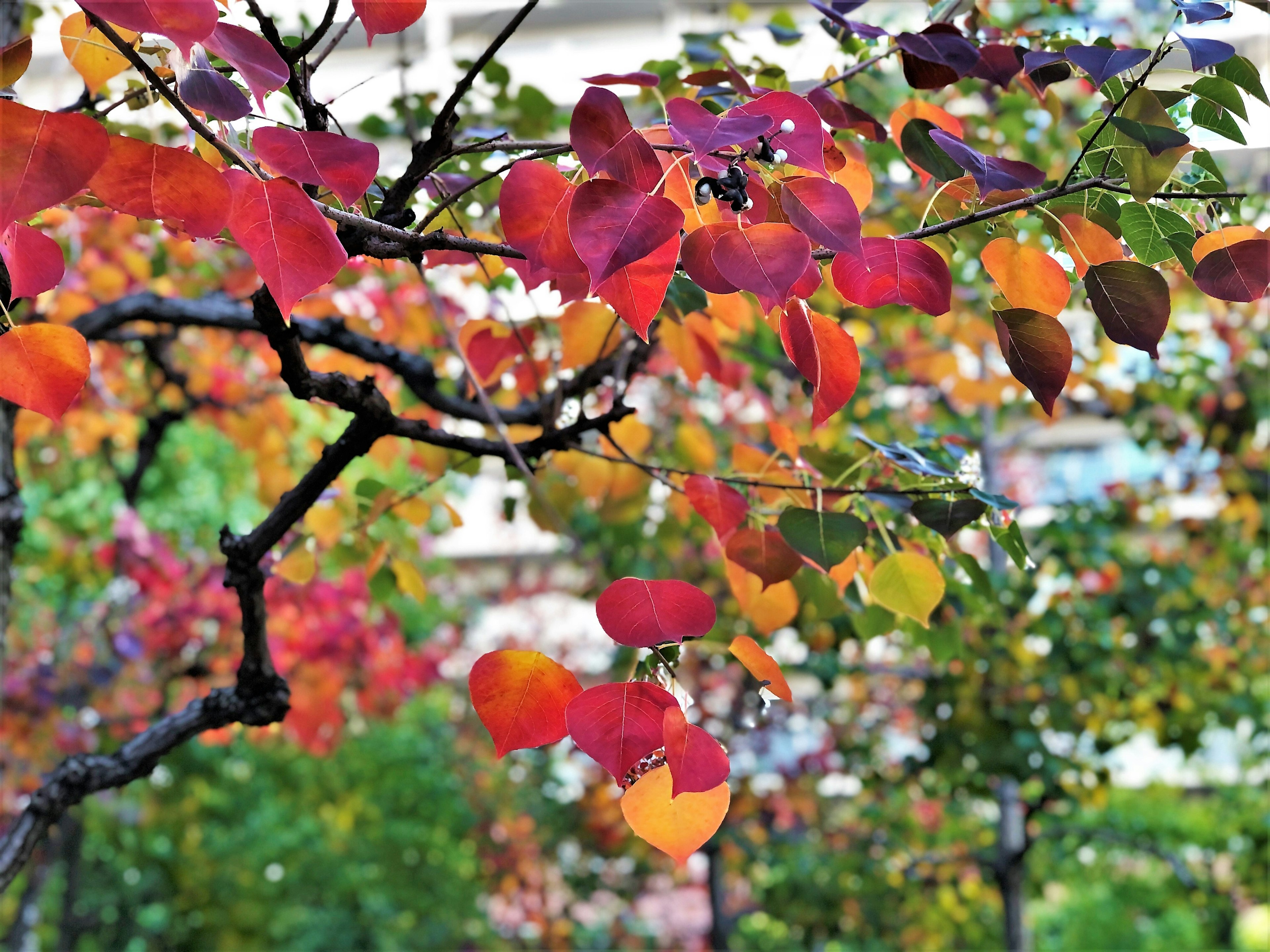 色とりどりの紅葉した葉が枝に映える秋の風景