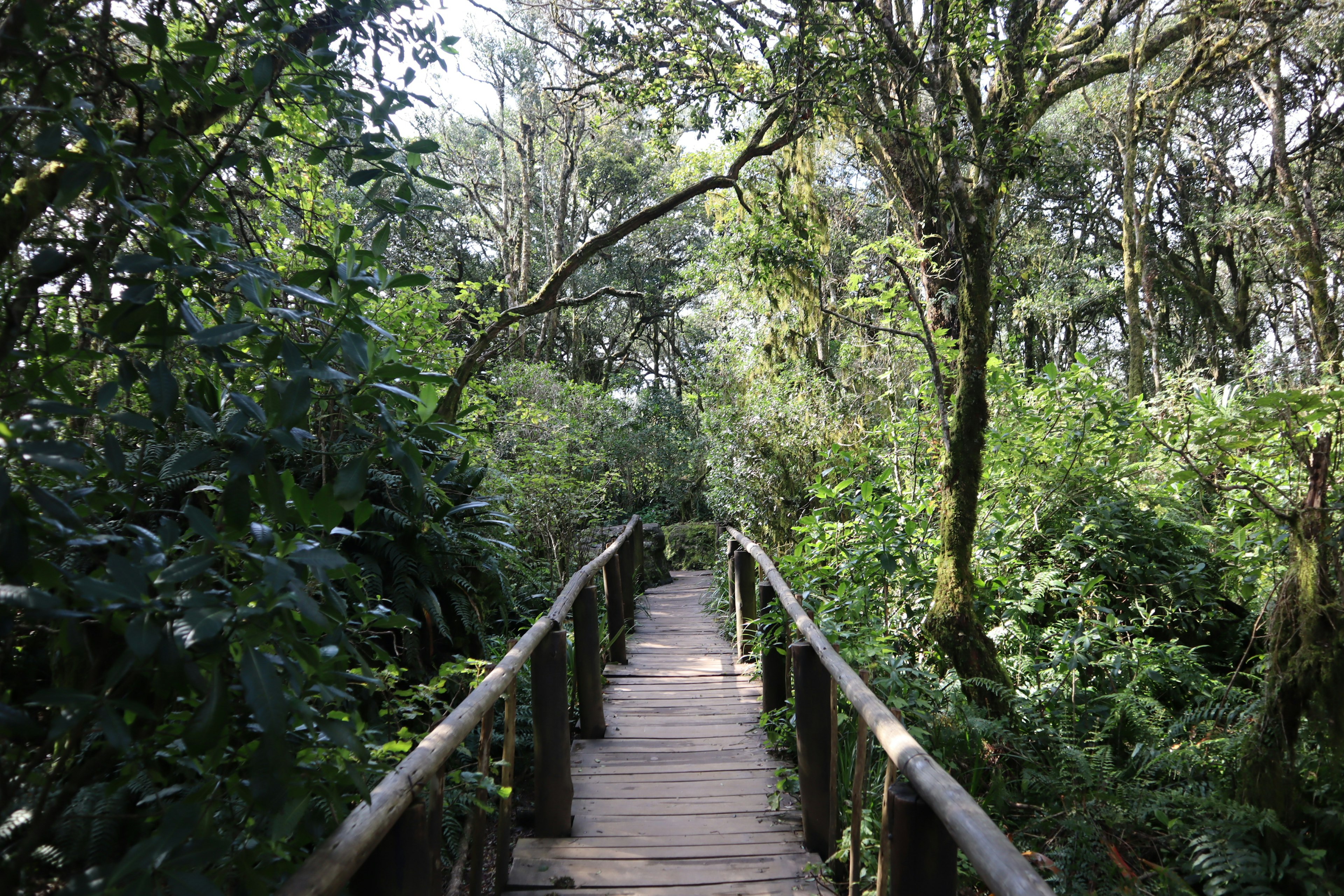 Wooden walkway winding through lush greenery in a forest