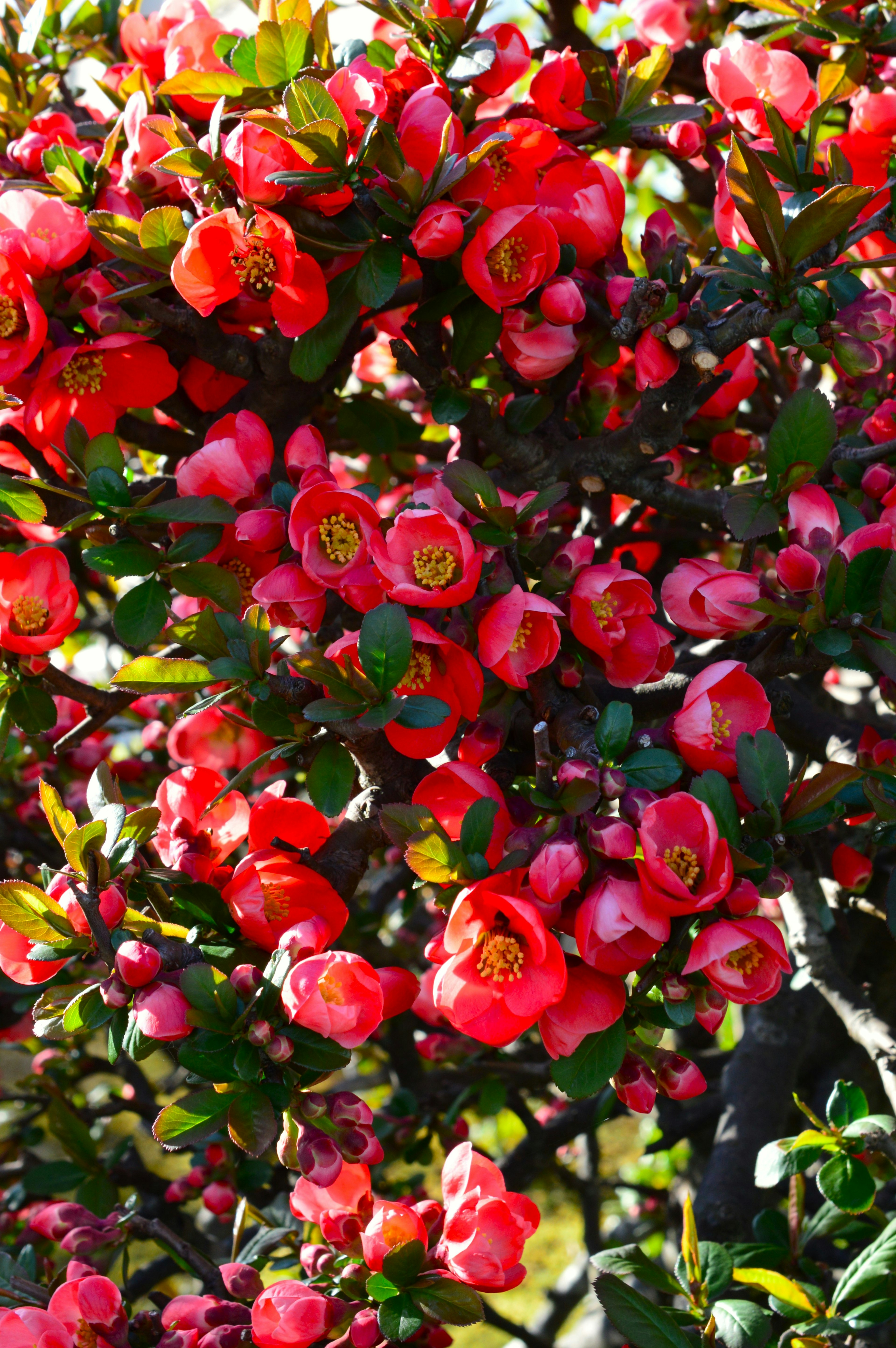 Primer plano de una planta con flores rojas vibrantes