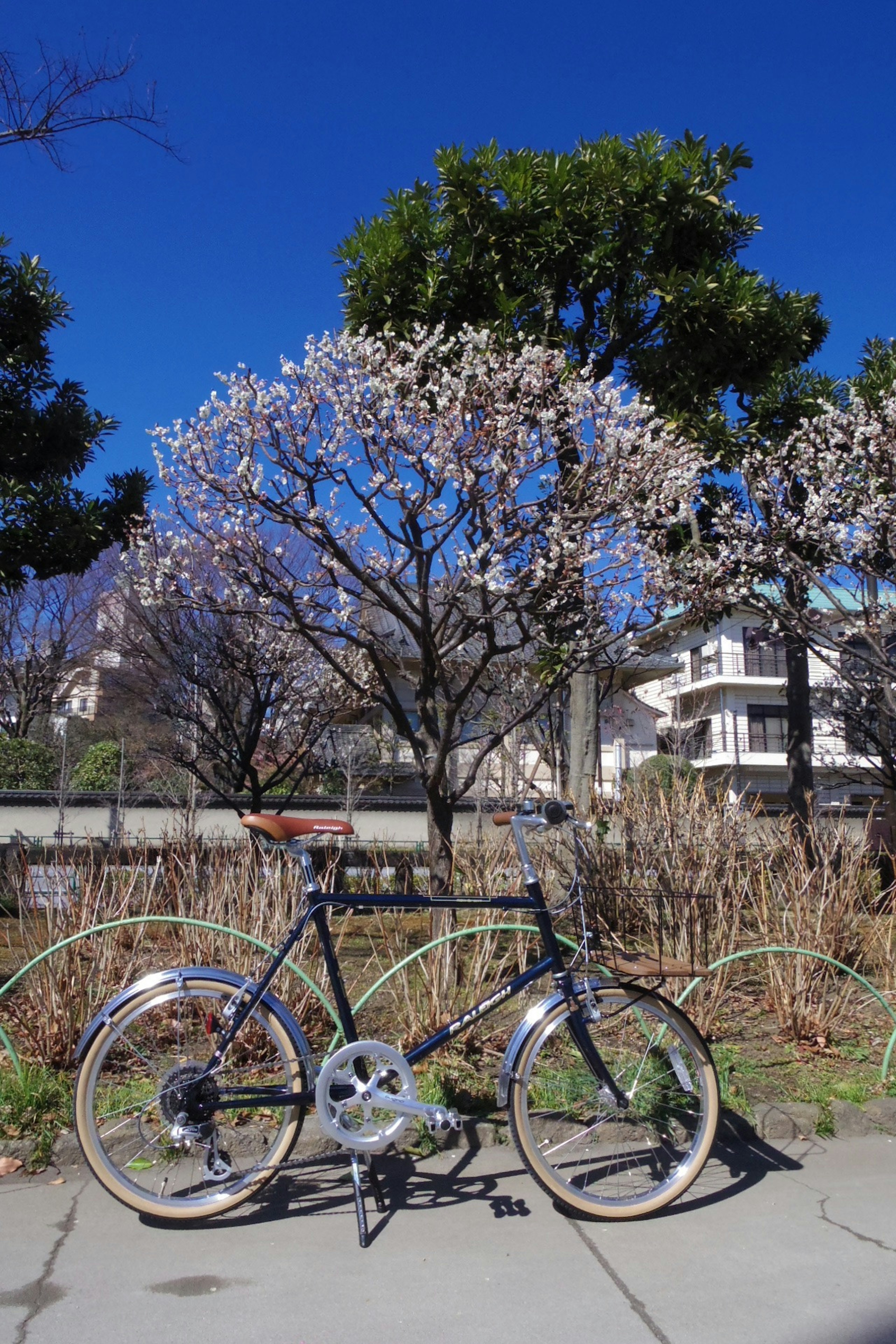 Una bicicleta junto a un árbol de cerezo en flor en un parque