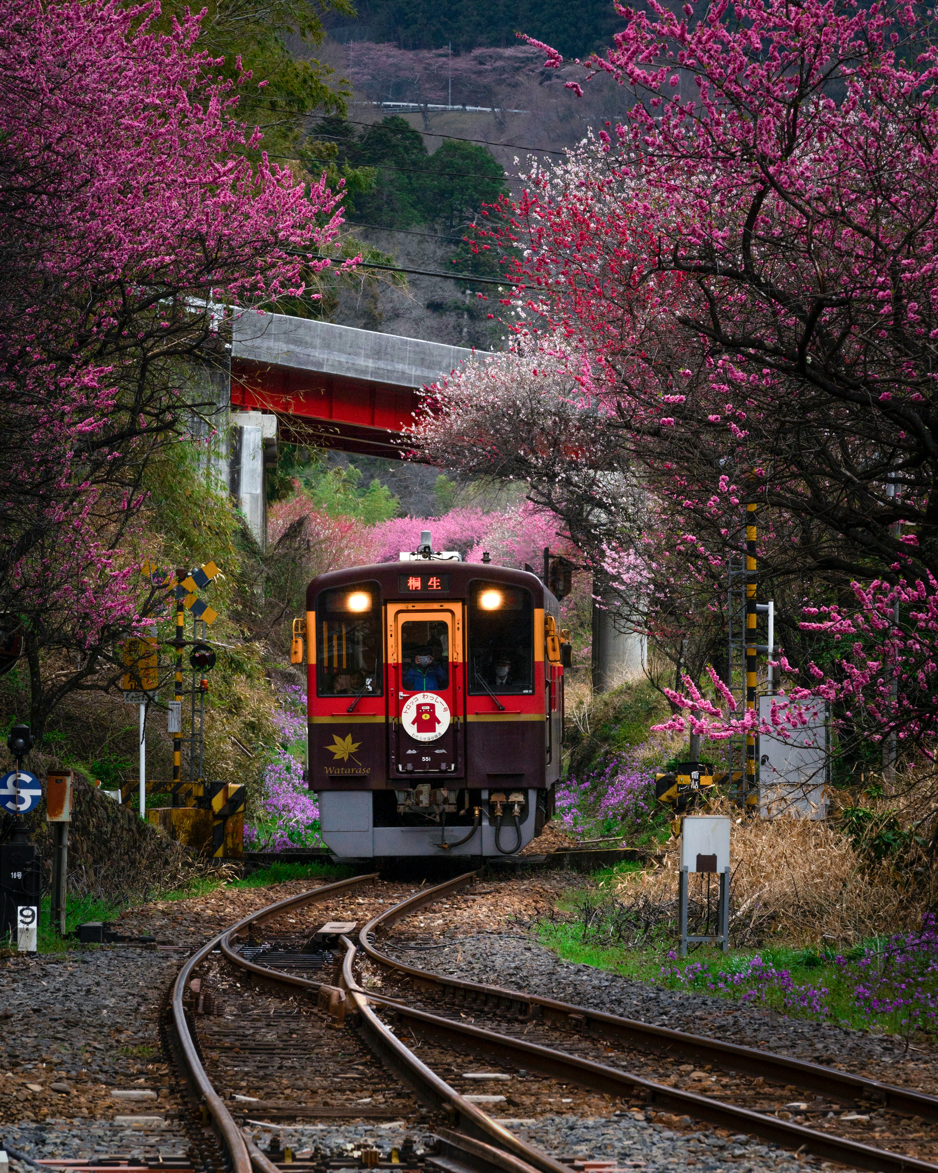 桜の花が咲く線路を走る列車の風景