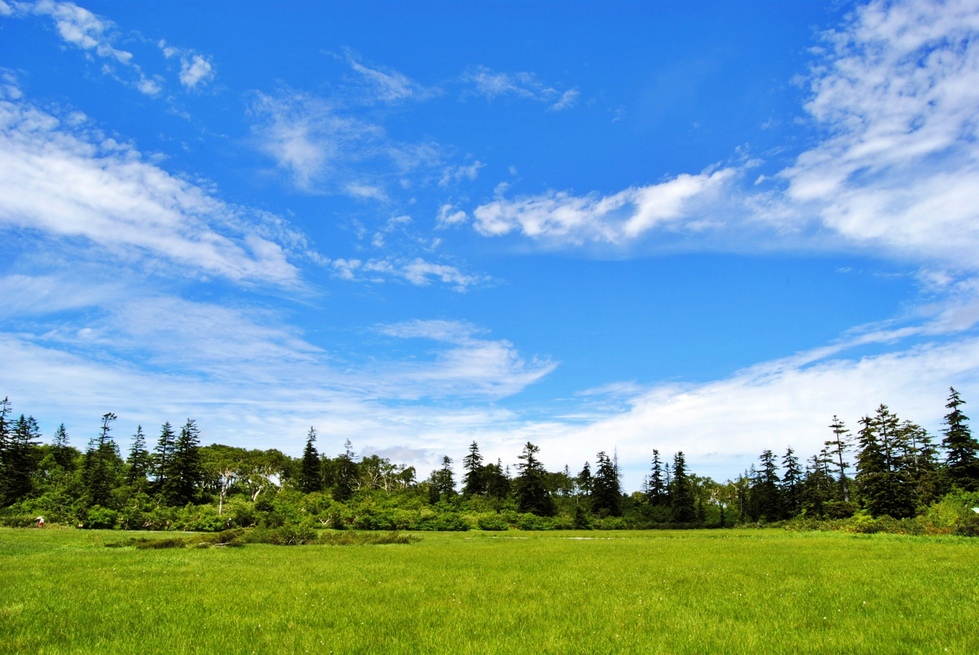 Paesaggio con cielo azzurro e prato verde circondato da alberi