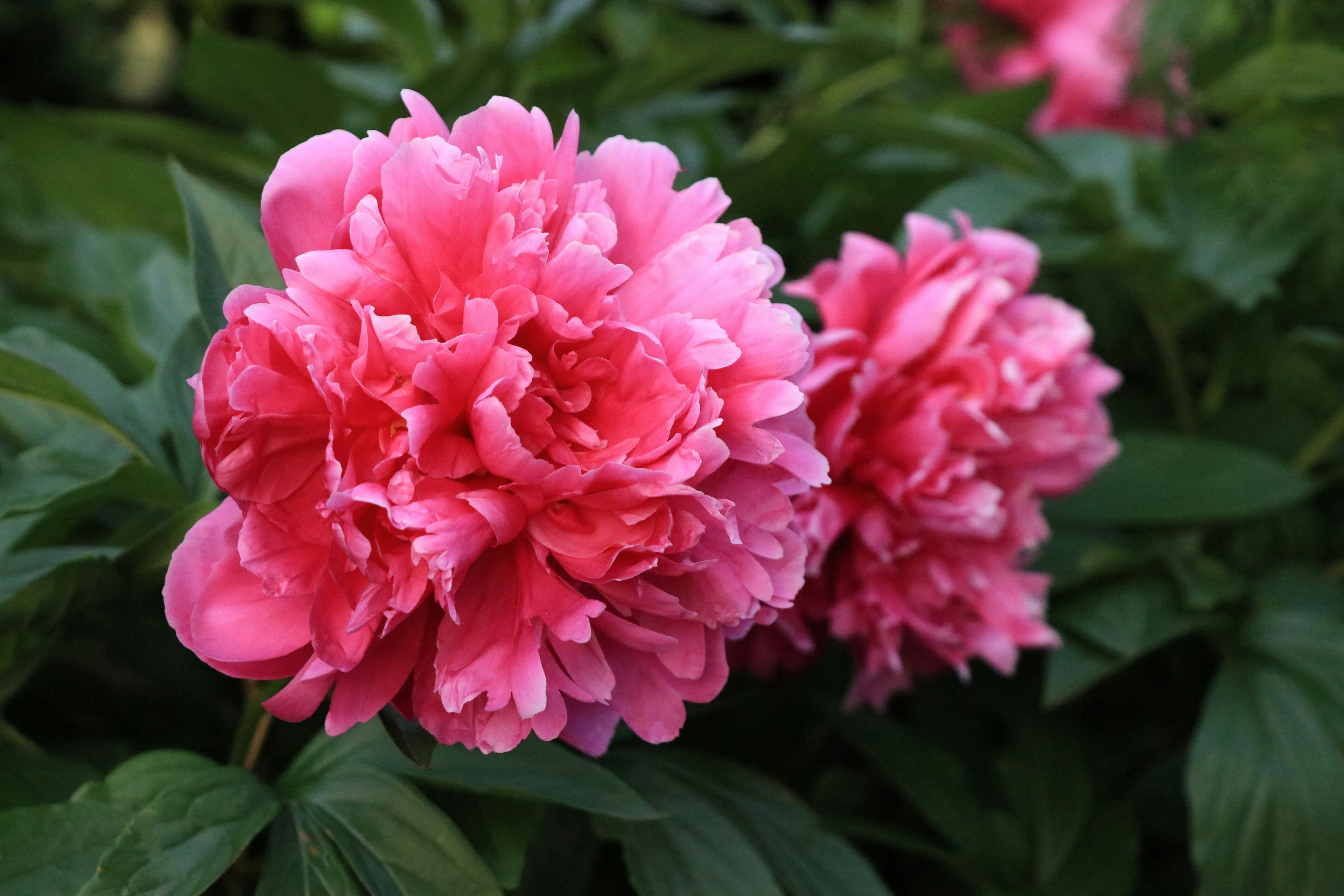 Vibrant pink peony flowers blooming among green leaves