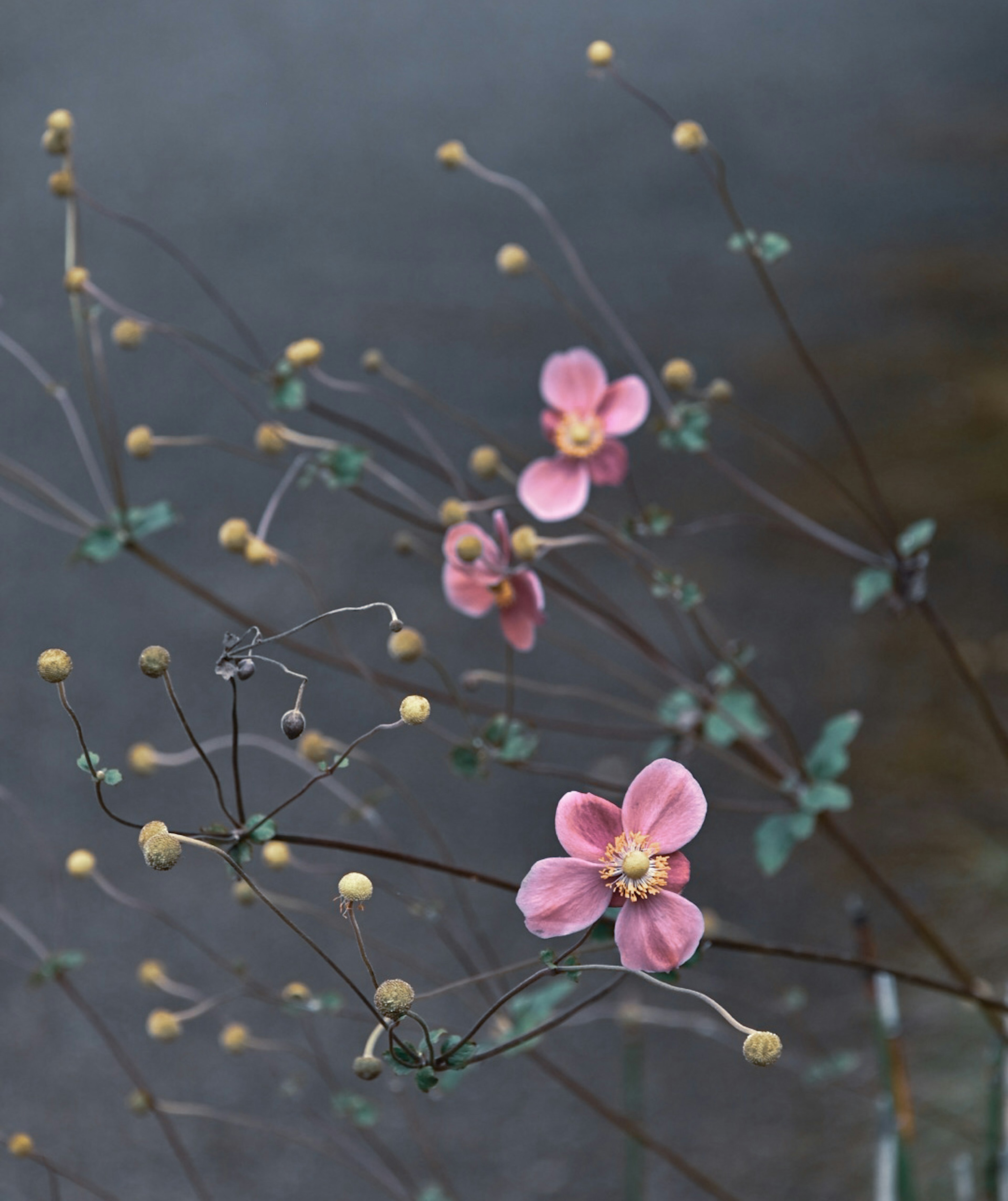 淡いピンクの花とつぼみがある細い茎の植物