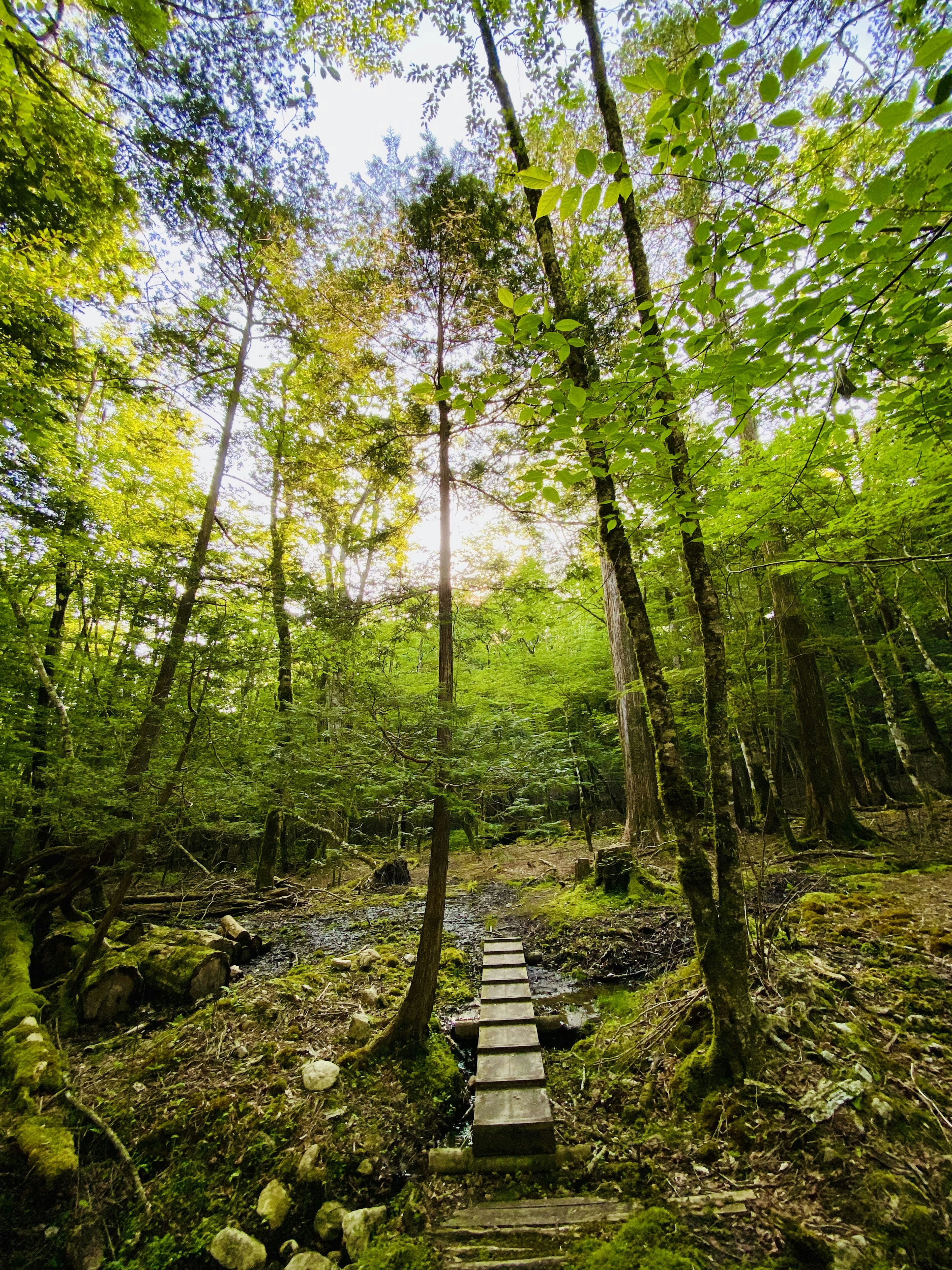 Vue pittoresque d'un pont en bois traversant un ruisseau dans une forêt verdoyante