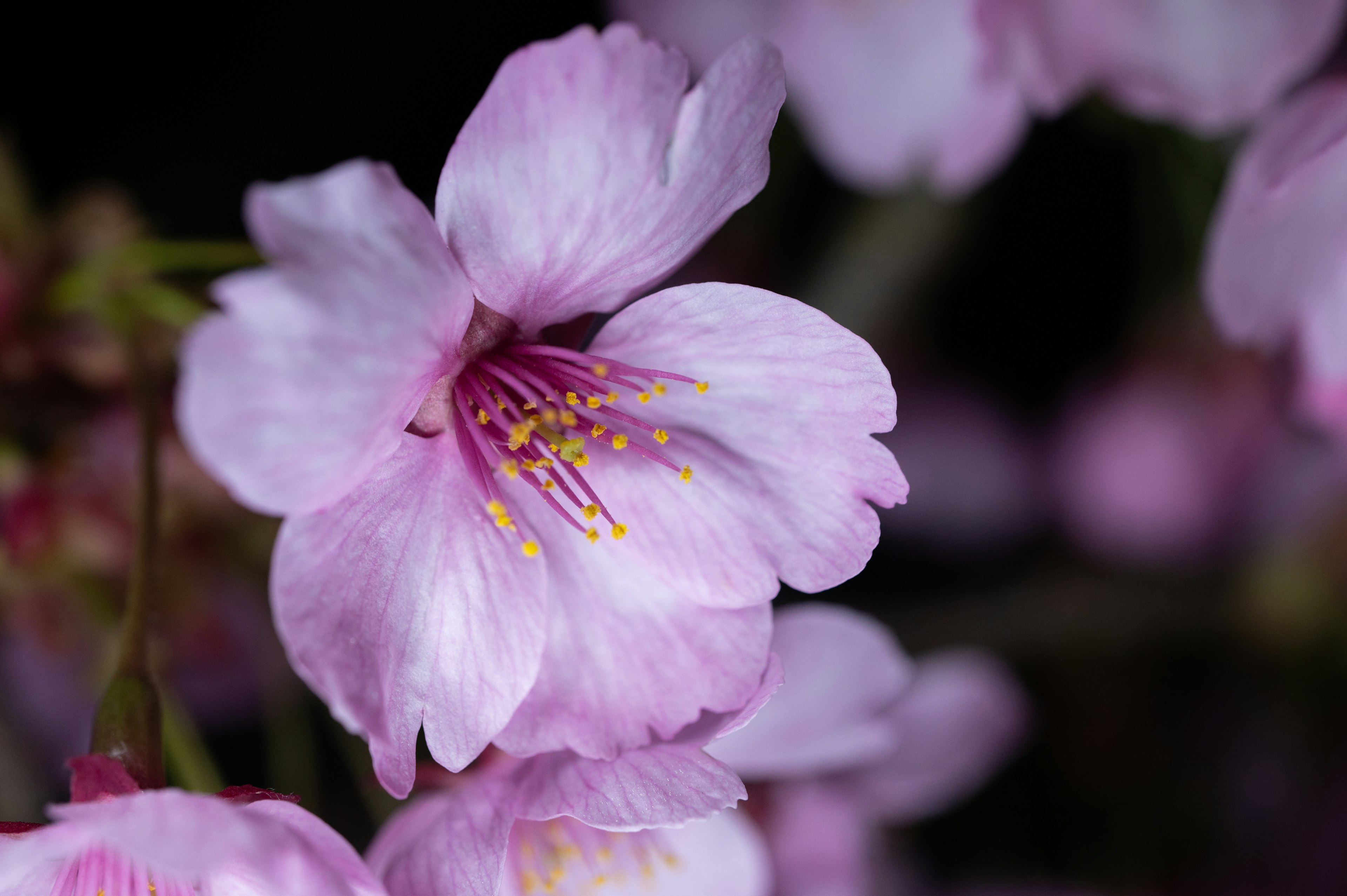 薄いピンクの桜の花のクローズアップ