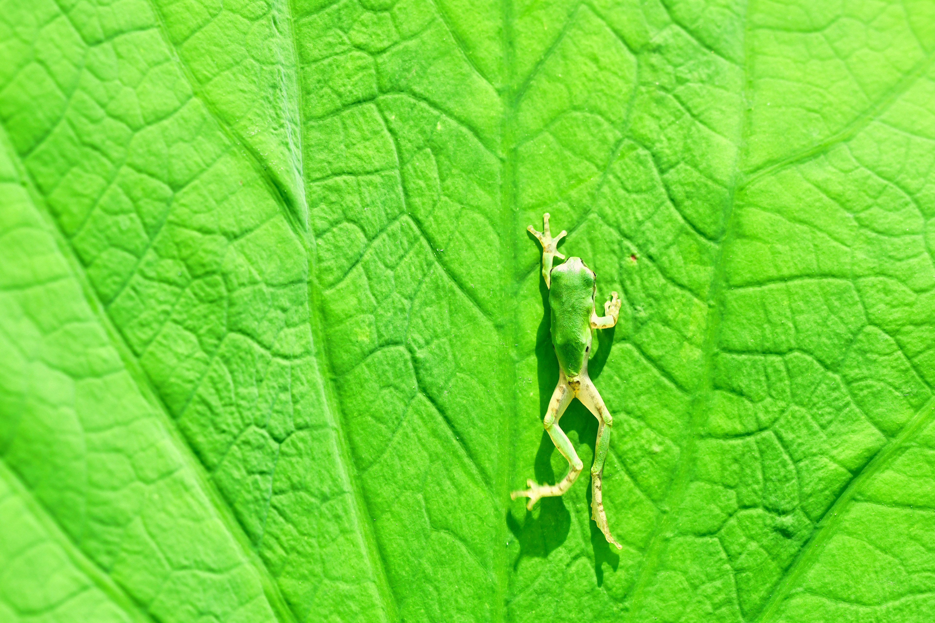 Small green frog resting on a large green leaf