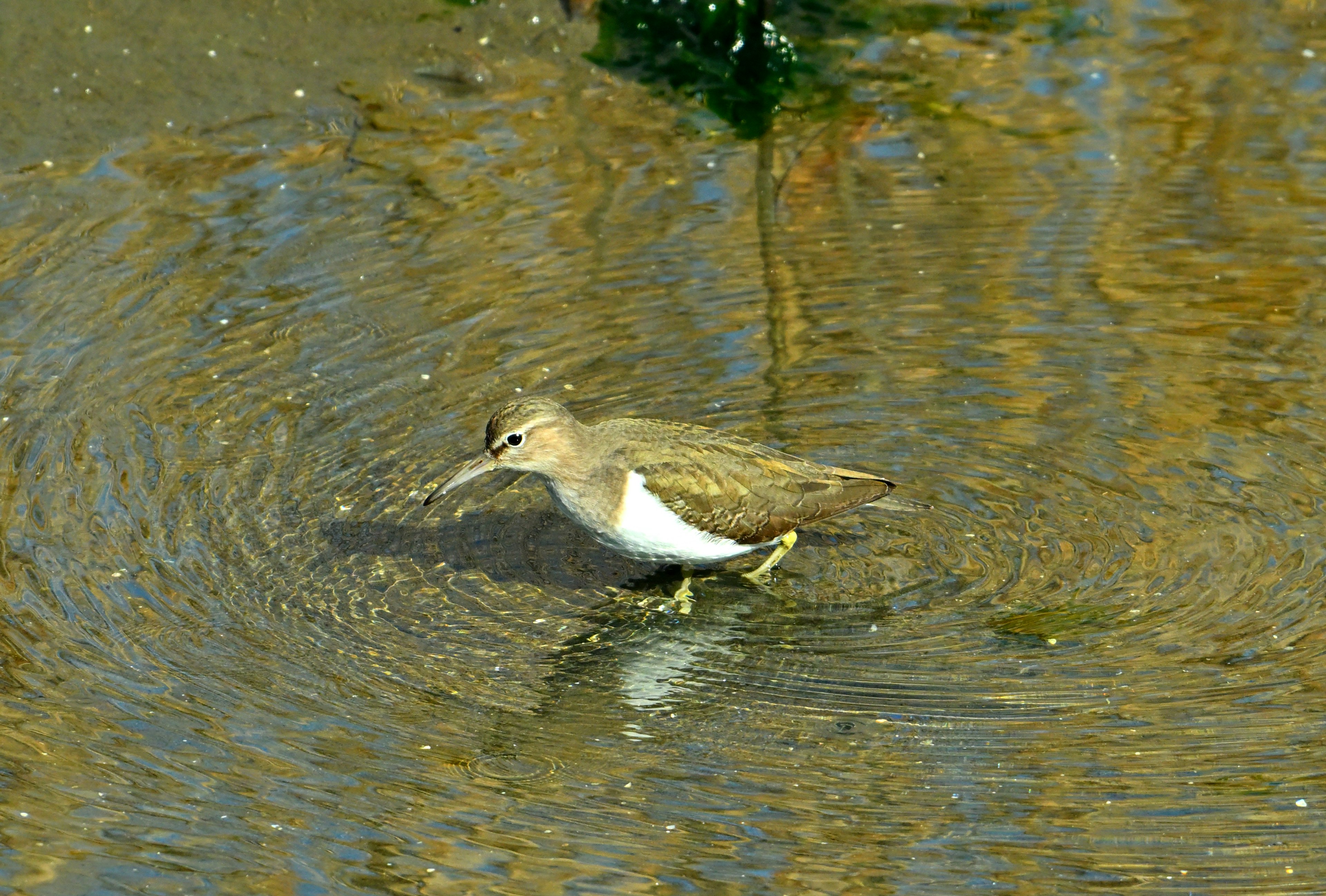 Un piccolo uccello che cerca cibo sulla superficie dell'acqua