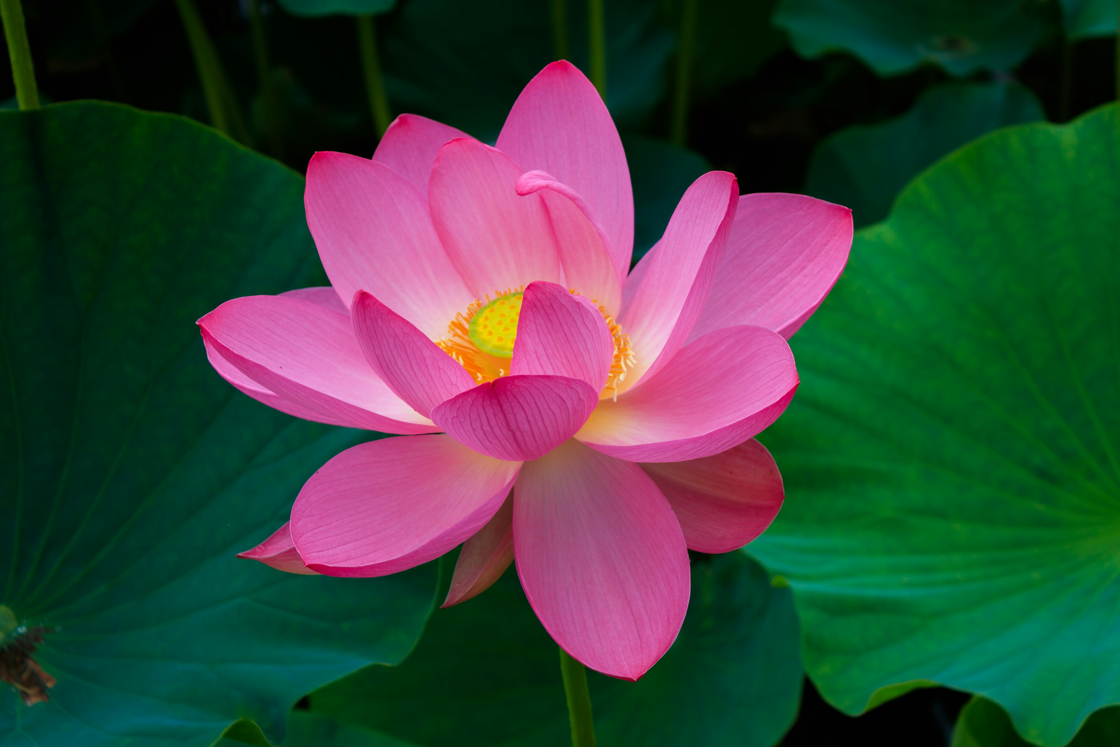 Bellissimo fiore di loto rosa con foglie verdi