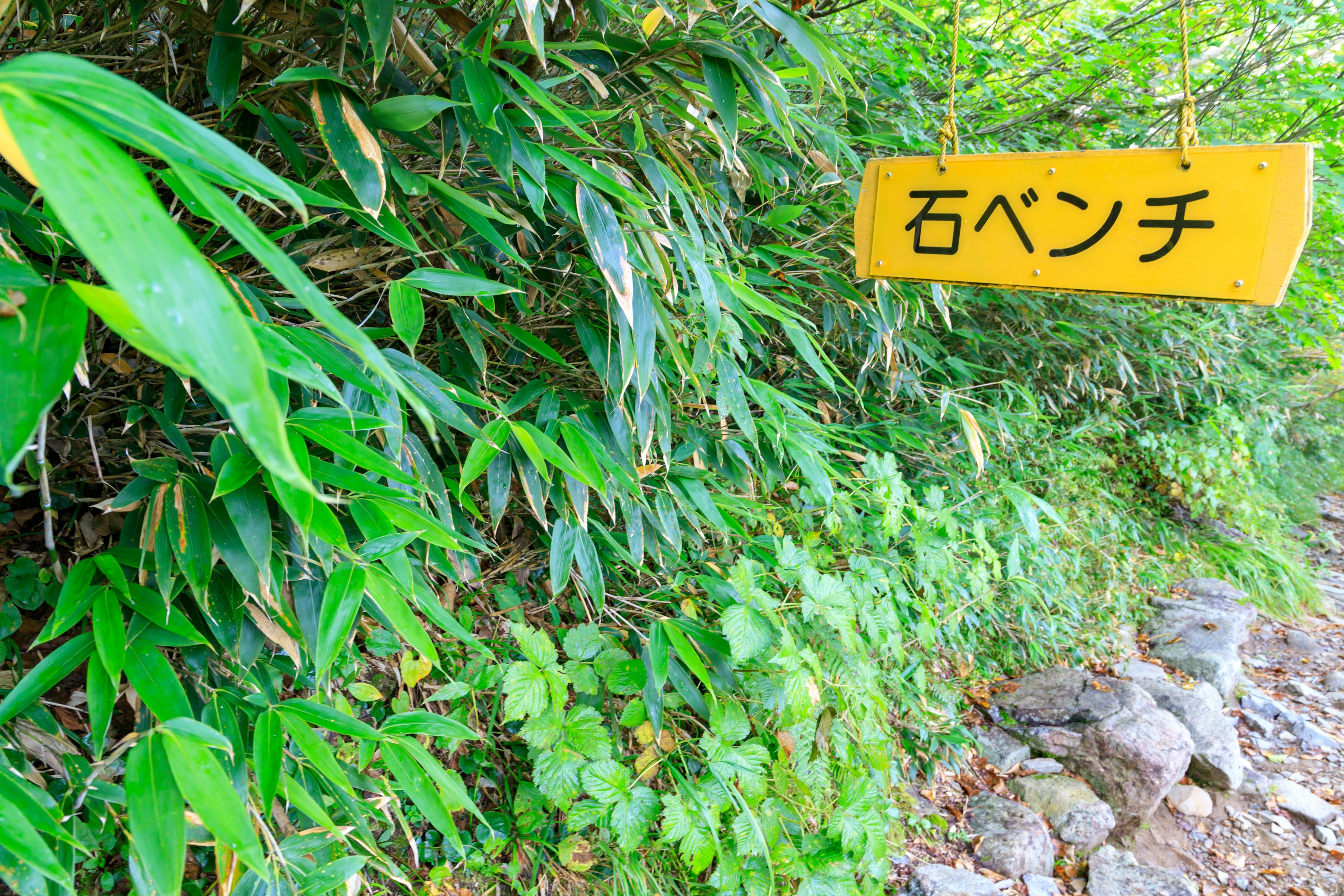 A landscape featuring a yellow sign surrounded by green bamboo and plants