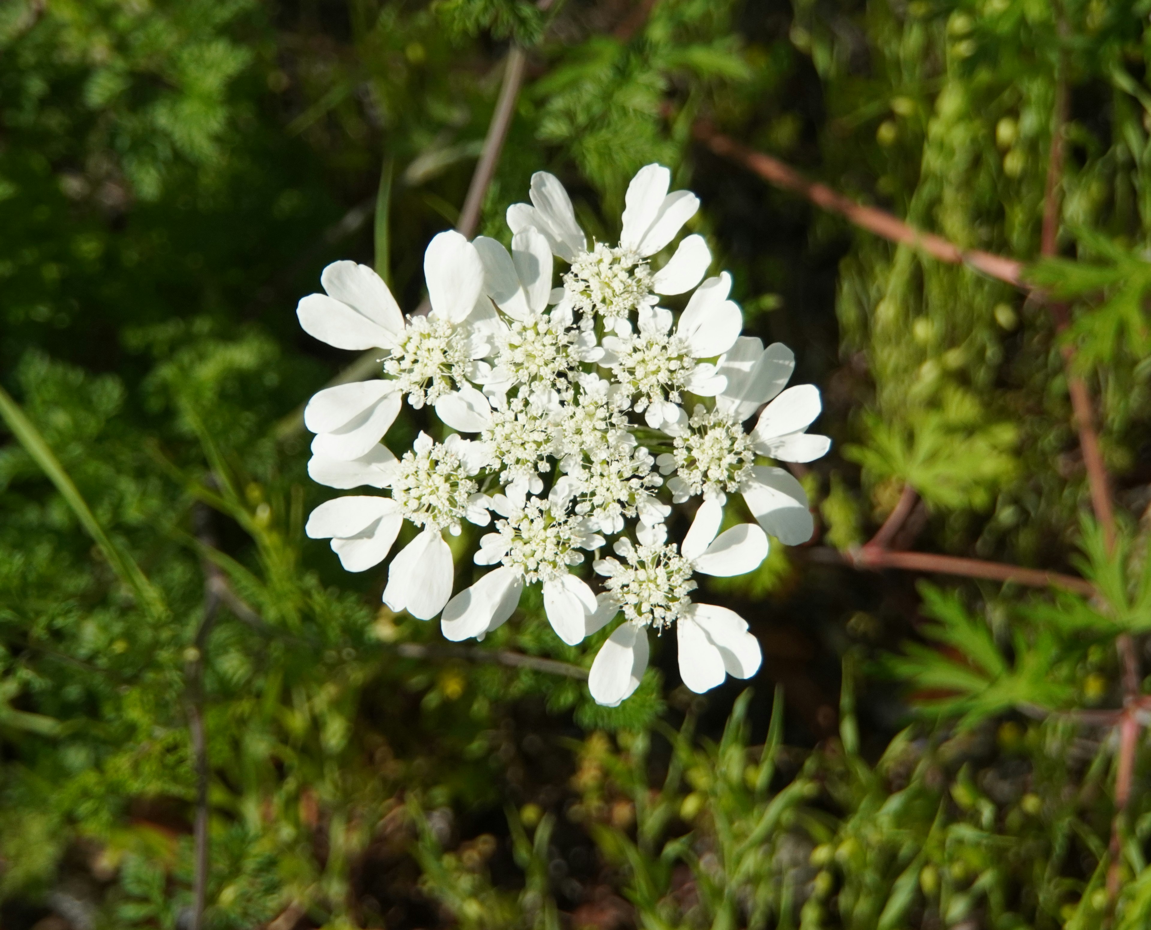 Raggruppamento di fiori bianchi con fogliame verde sullo sfondo