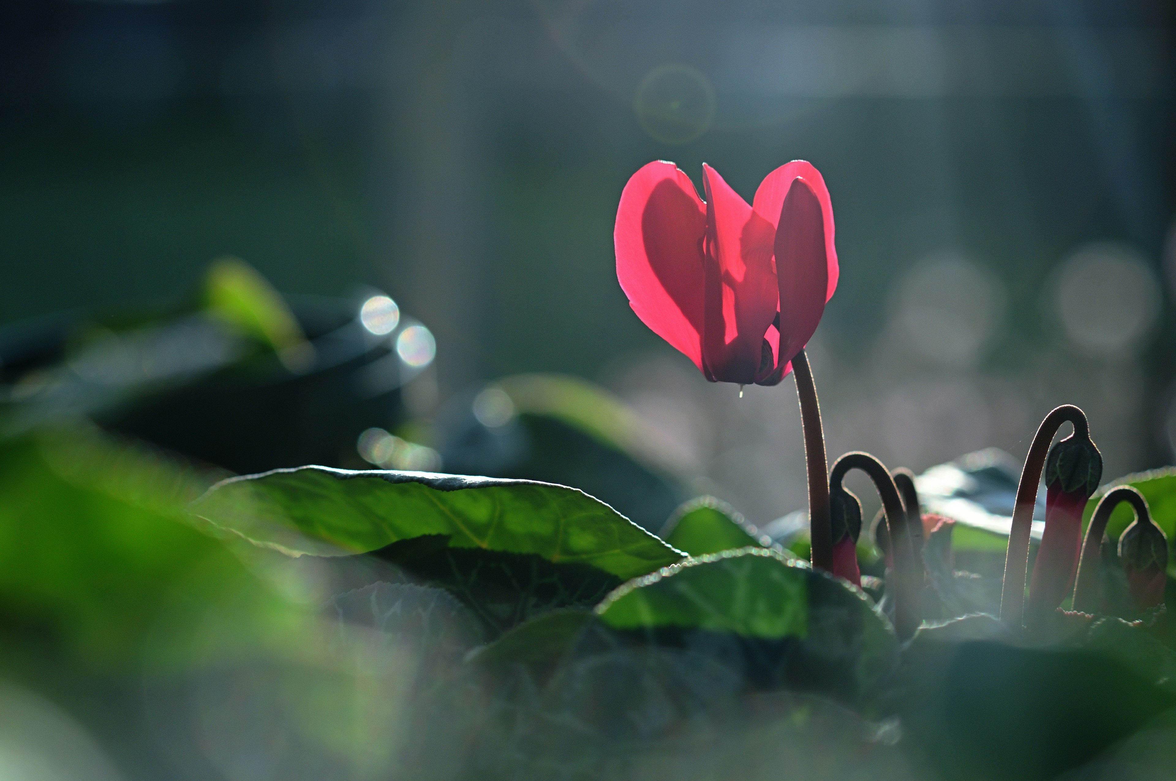 A vibrant pink cyclamen flower peeking through green leaves