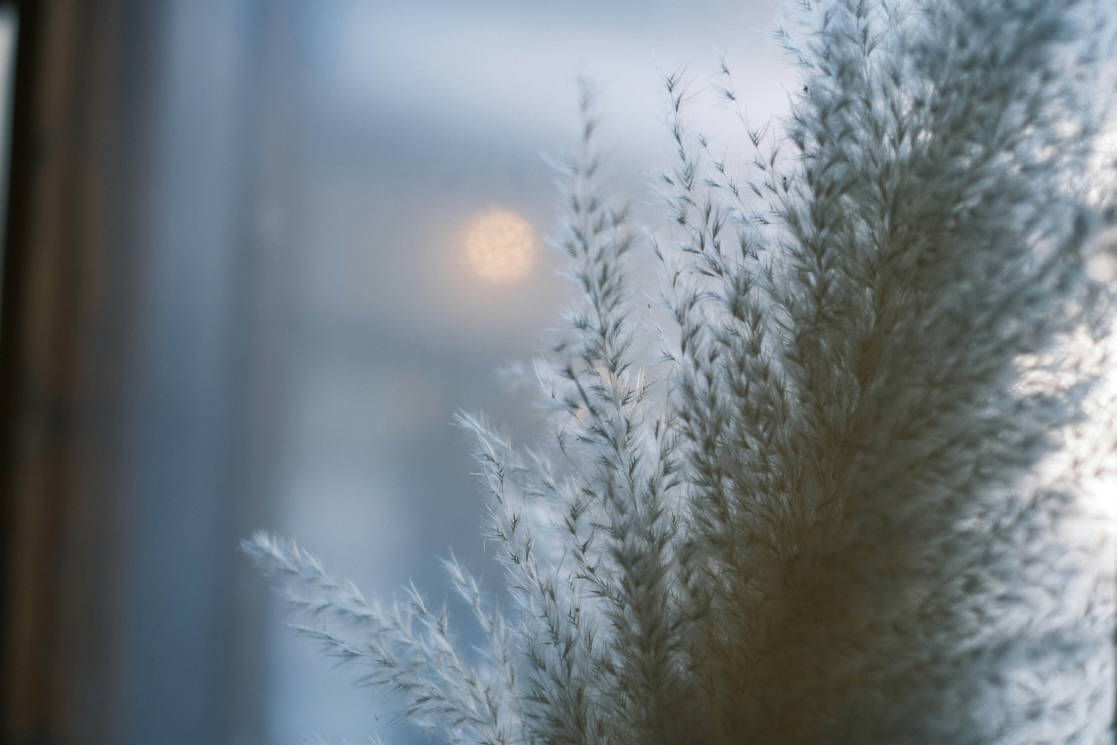 窓の外に見える柔らかいパーム植物の茎と葉