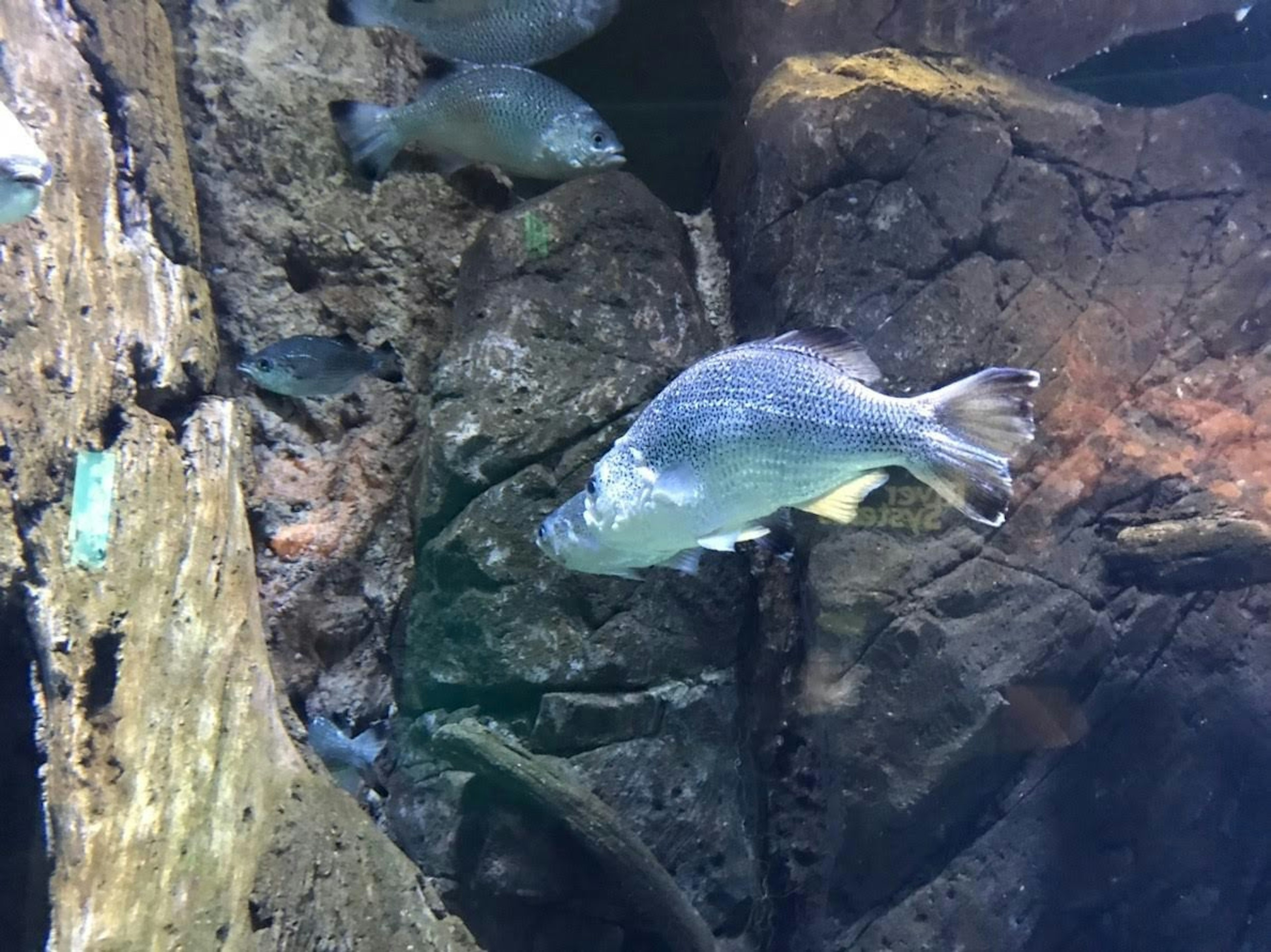 水中で泳ぐ魚と岩や木の根が見えるアクアリウムのシーン