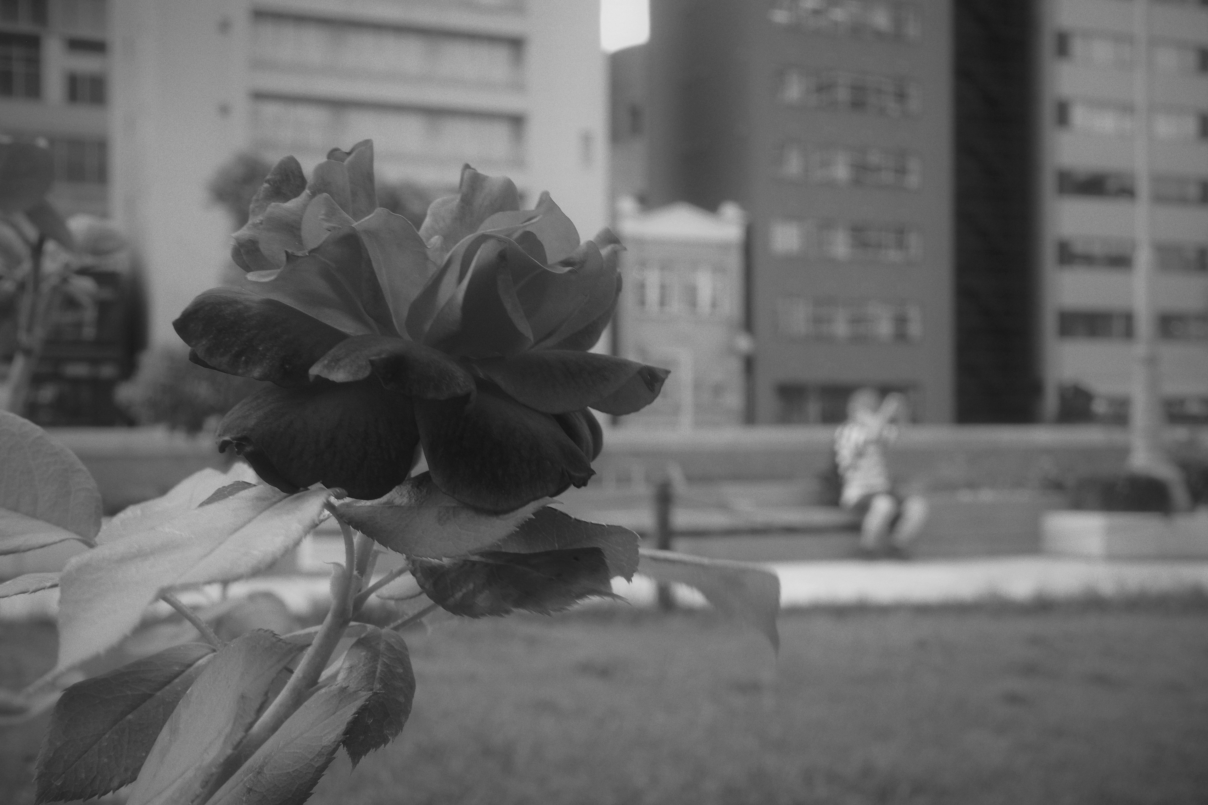 Schwarze Rose mit urbanem Hintergrund