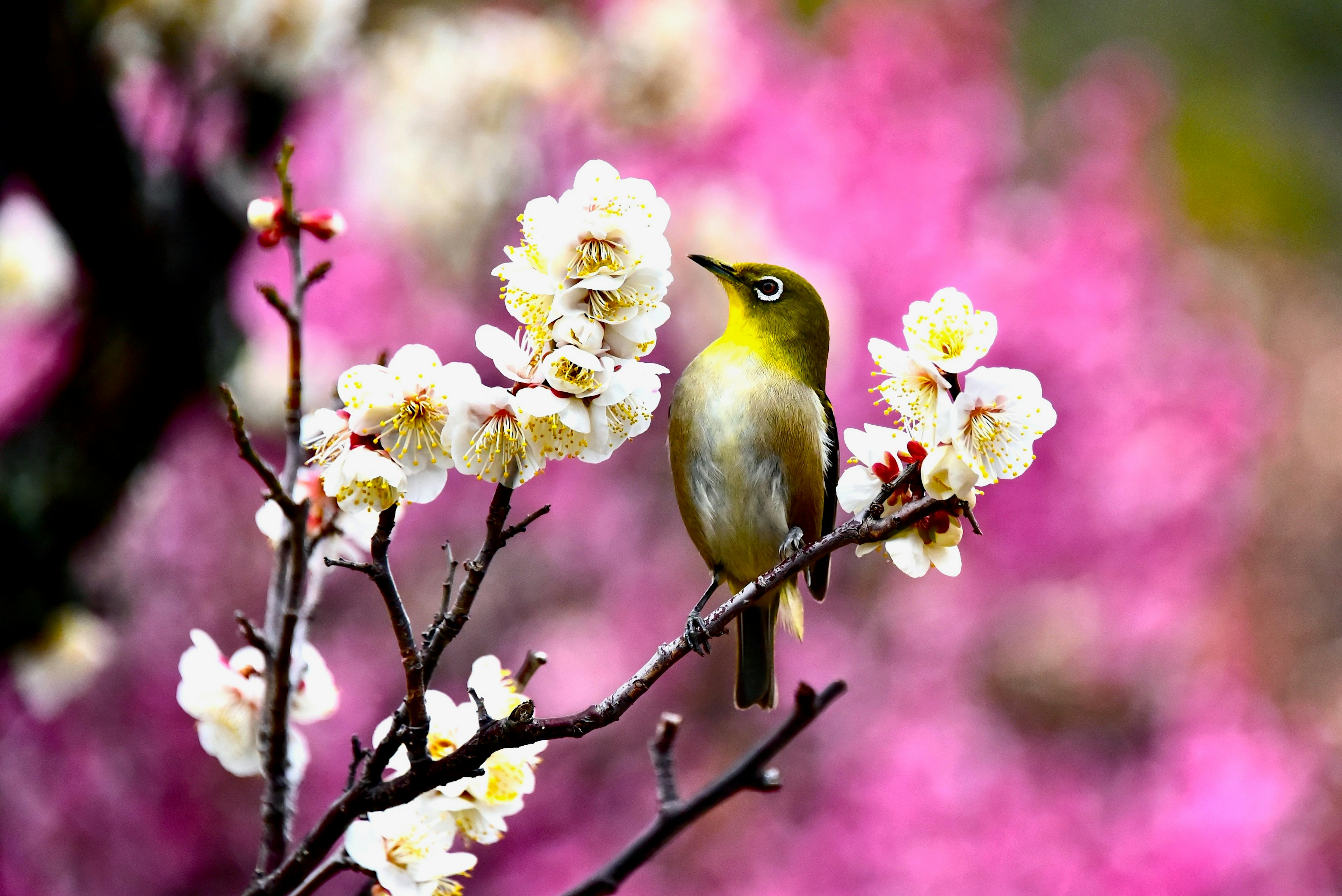 A small bird perched on flowering branches with pink blossoms