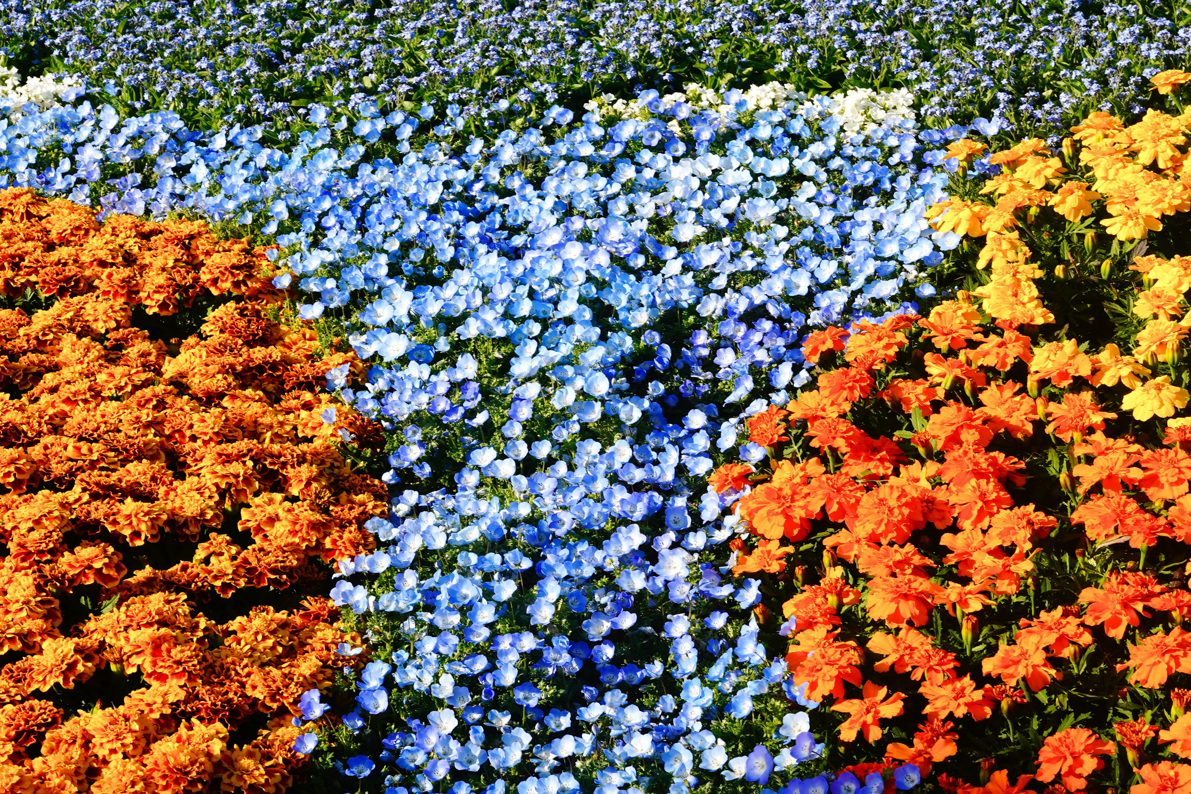 Colorful flowers blooming in a beautiful landscape featuring orange and blue flowers