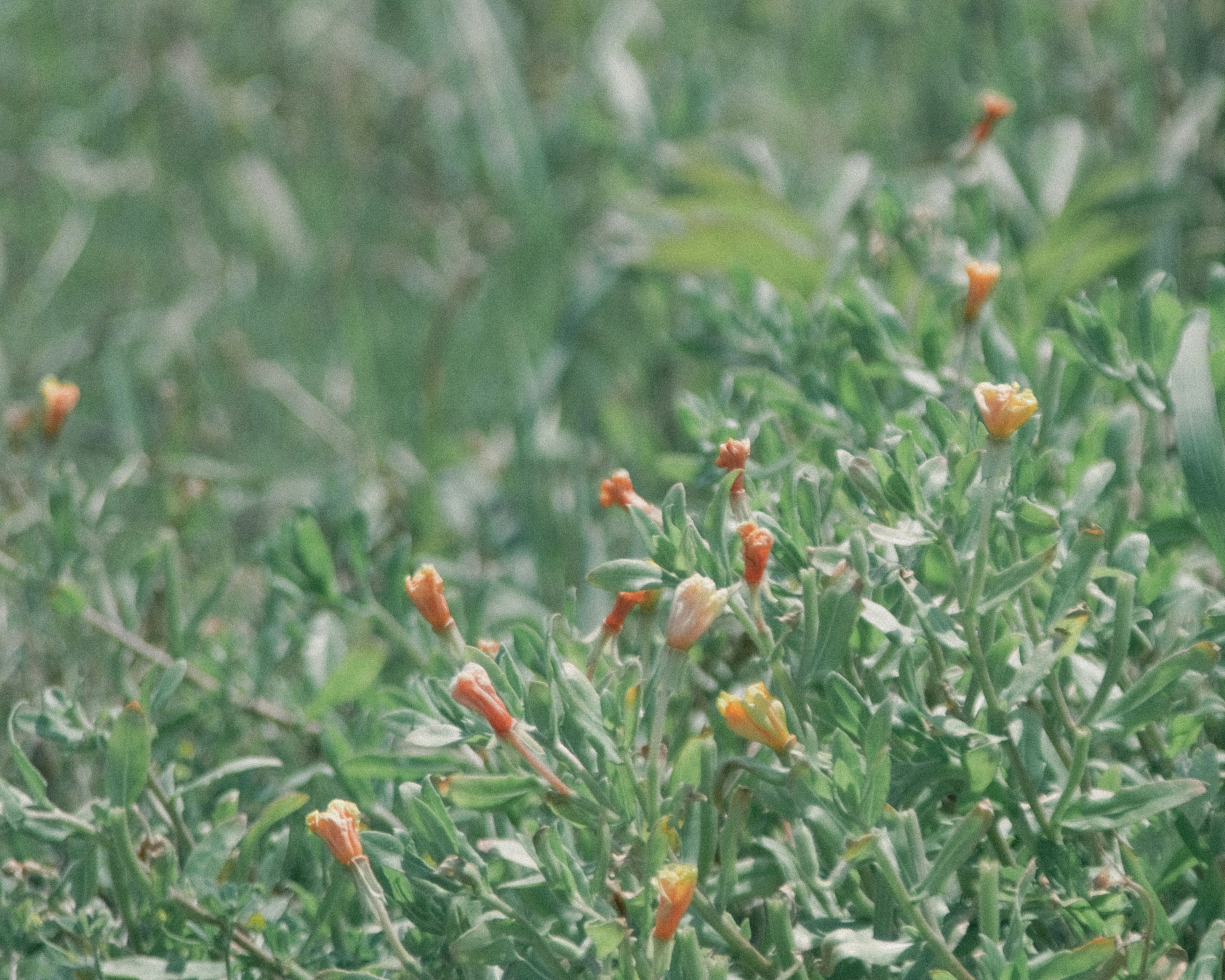 緑の背景にオレンジ色のつぼみが特徴的な草