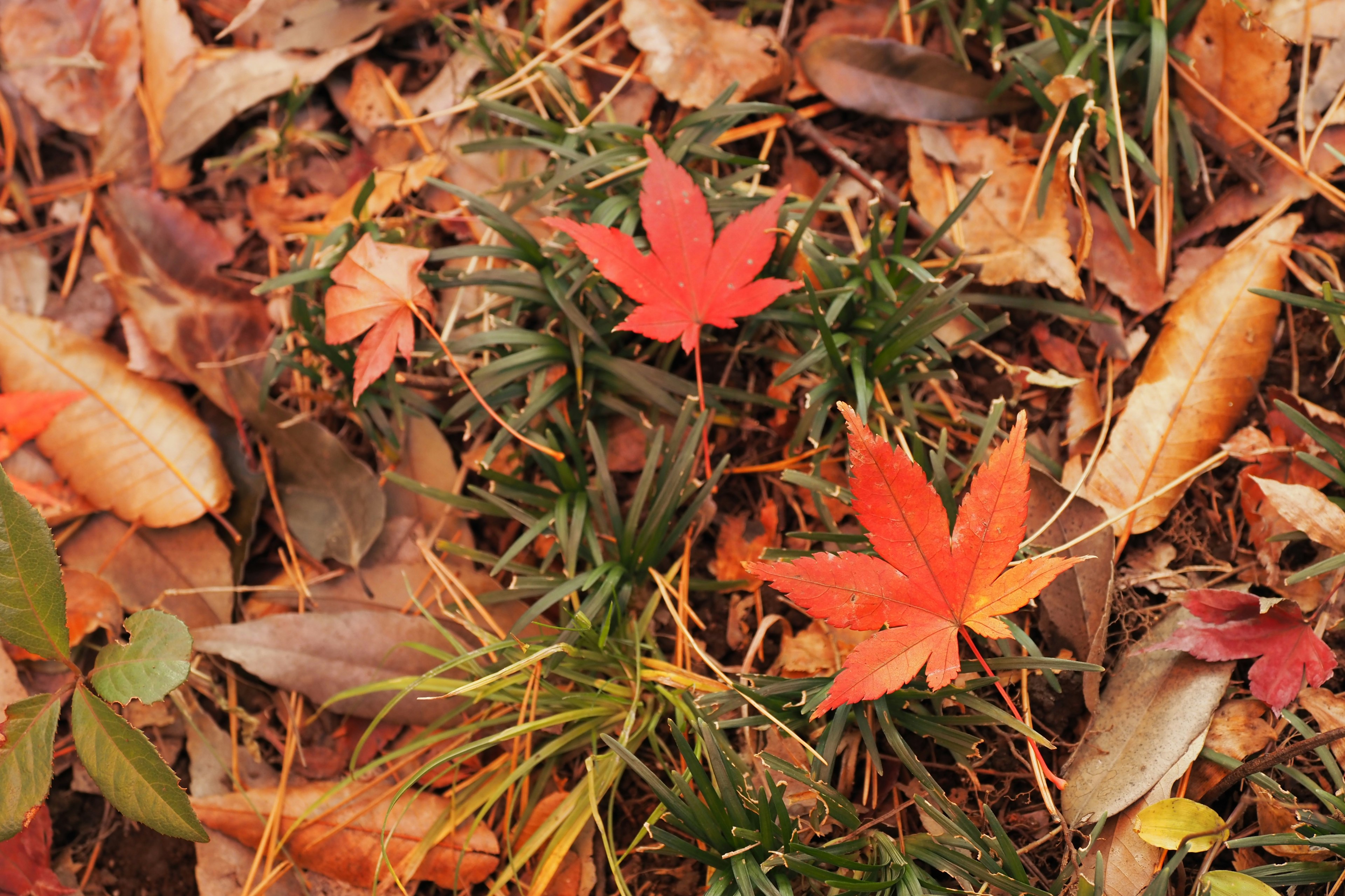 Feuilles d'érable rouges vives éparpillées sur le sol parmi le feuillage d'automne