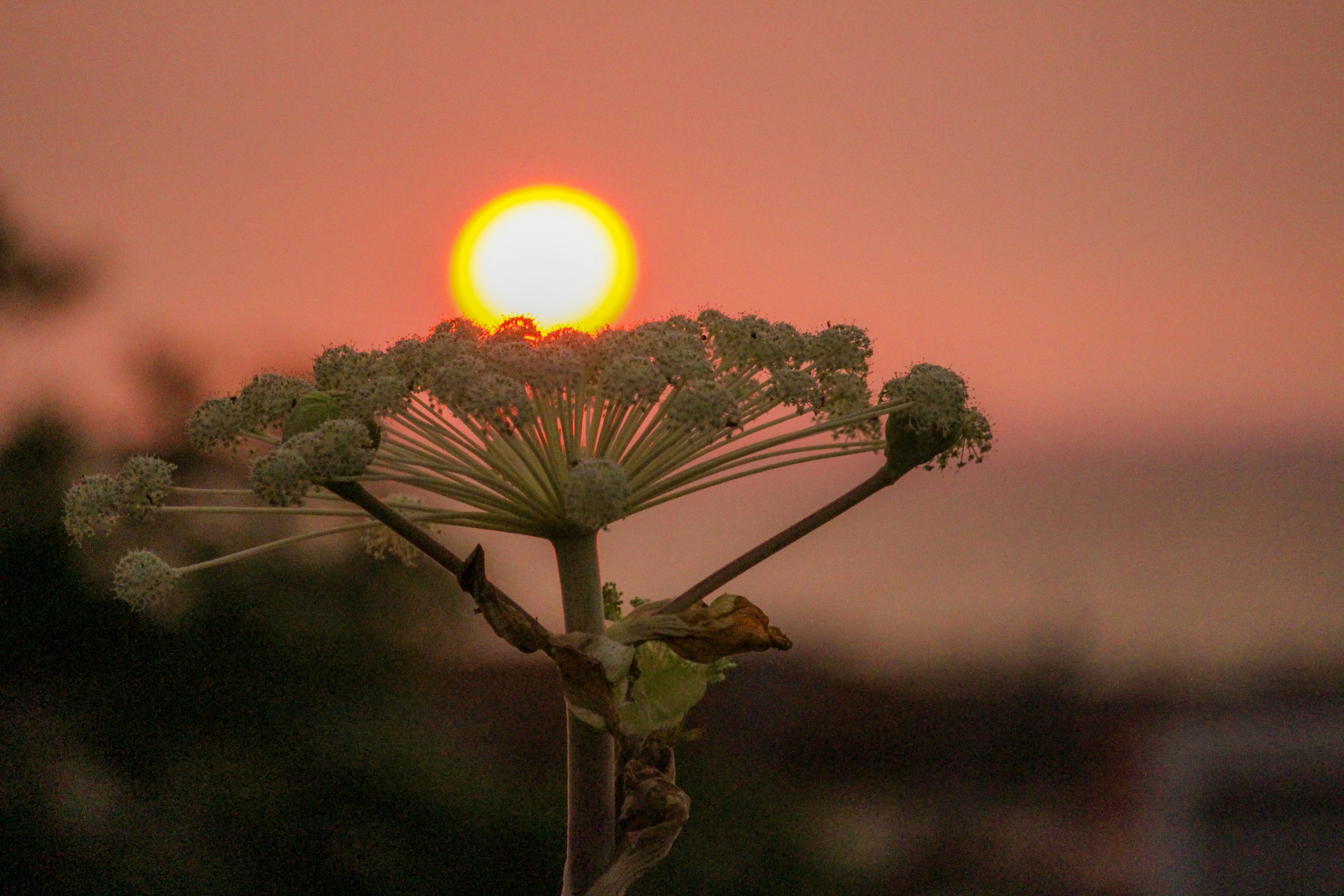 夕日を背景にした植物のクローズアップ画像