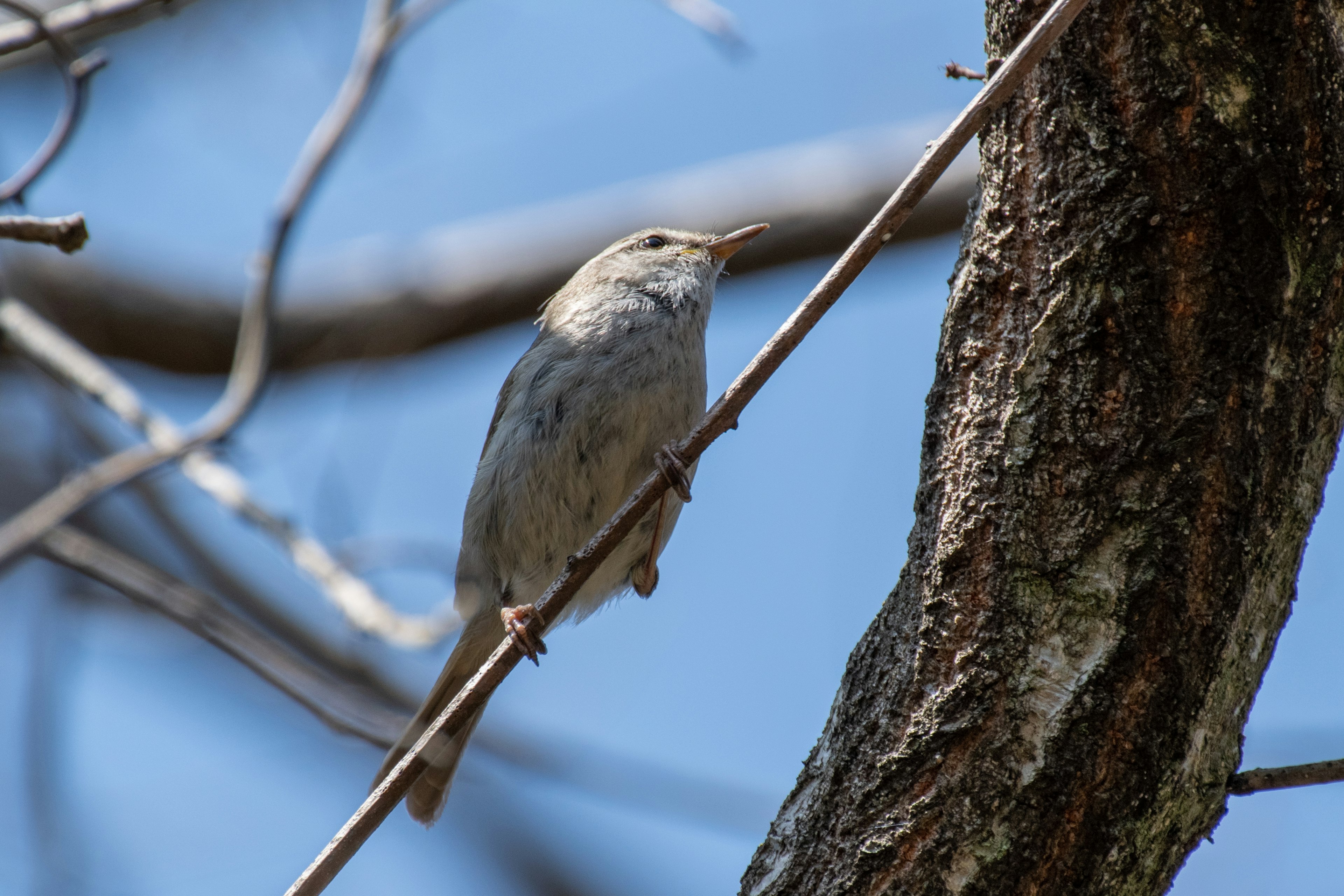 Acercamiento de un pequeño pájaro posado en una rama contra un cielo azul