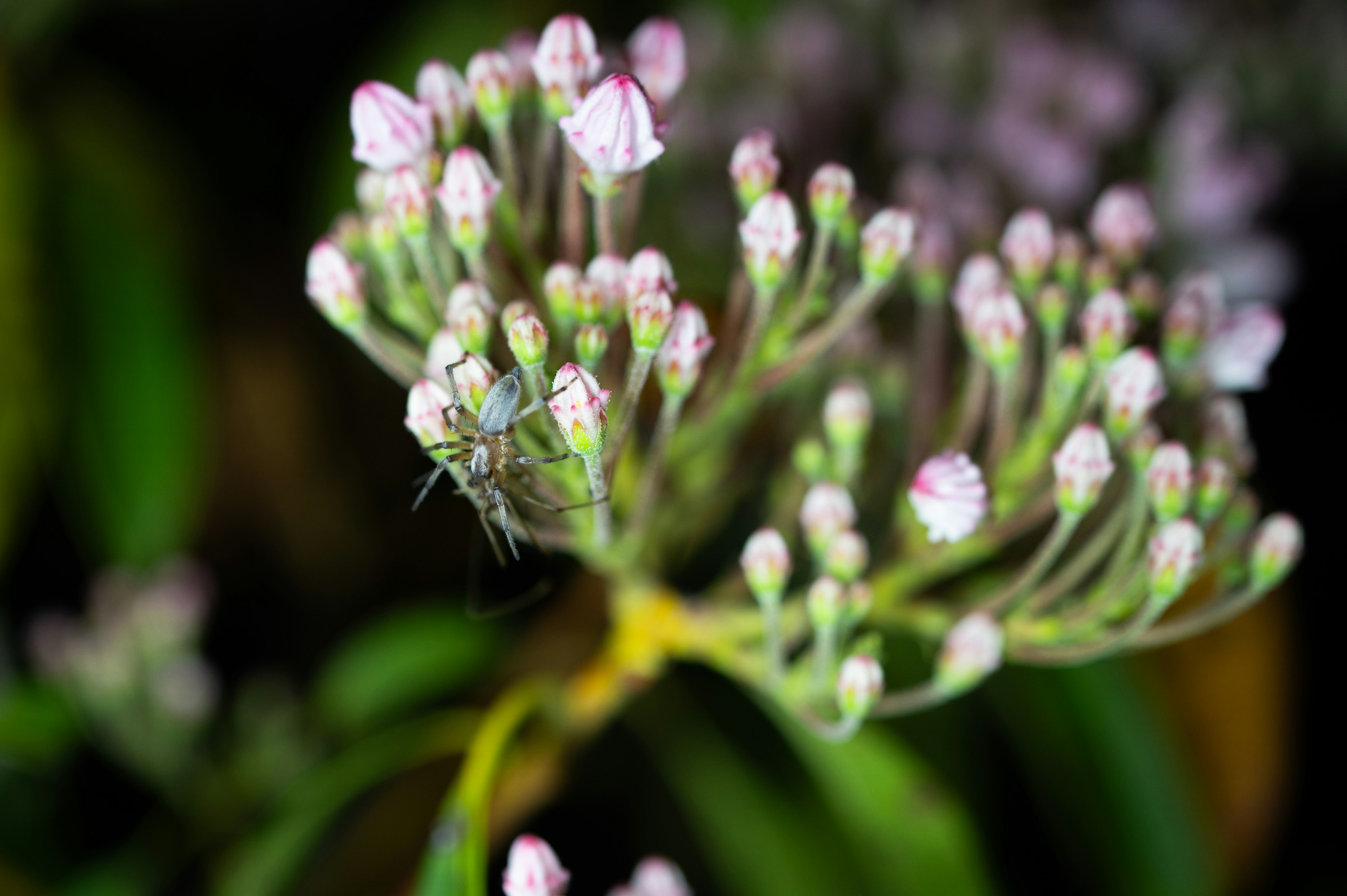 Un grupo de pequeños botones de flores rosas rodeados de hojas verdes con un insecto diminuto