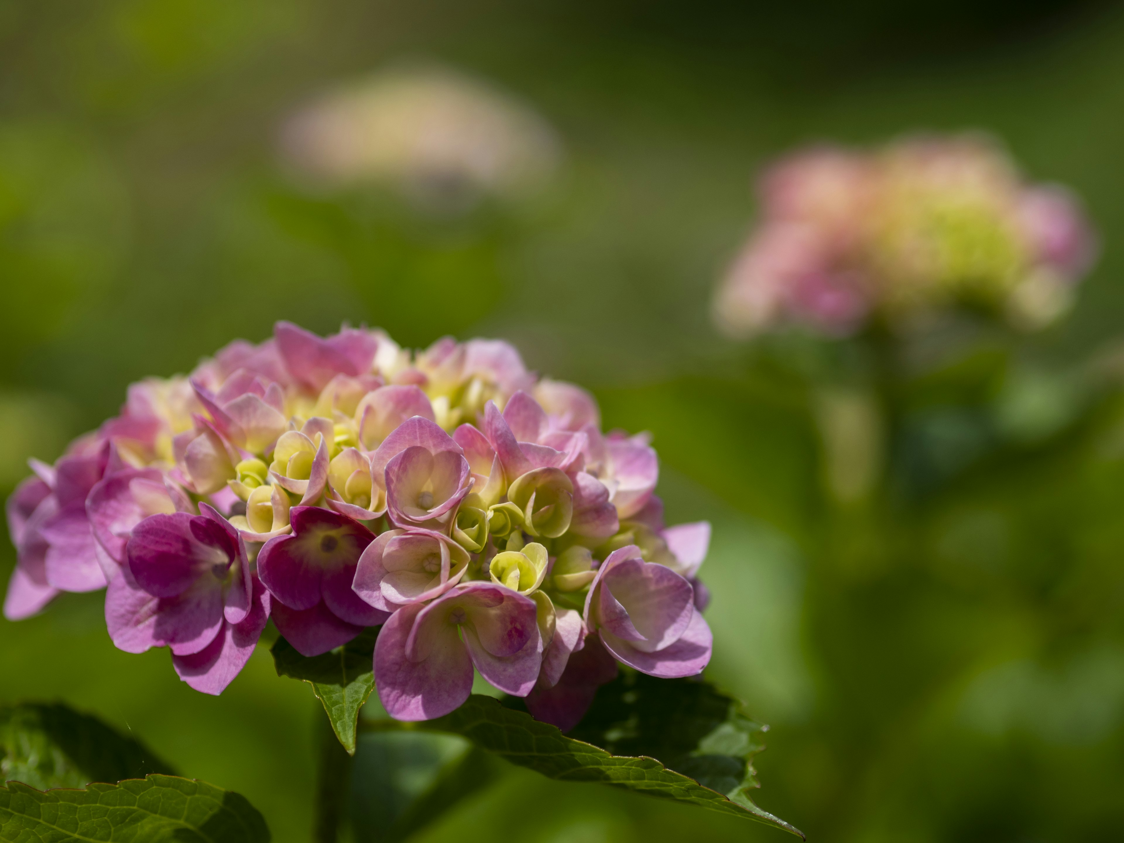 紫阳花花朵呈粉色和紫色，周围环绕着绿色叶子