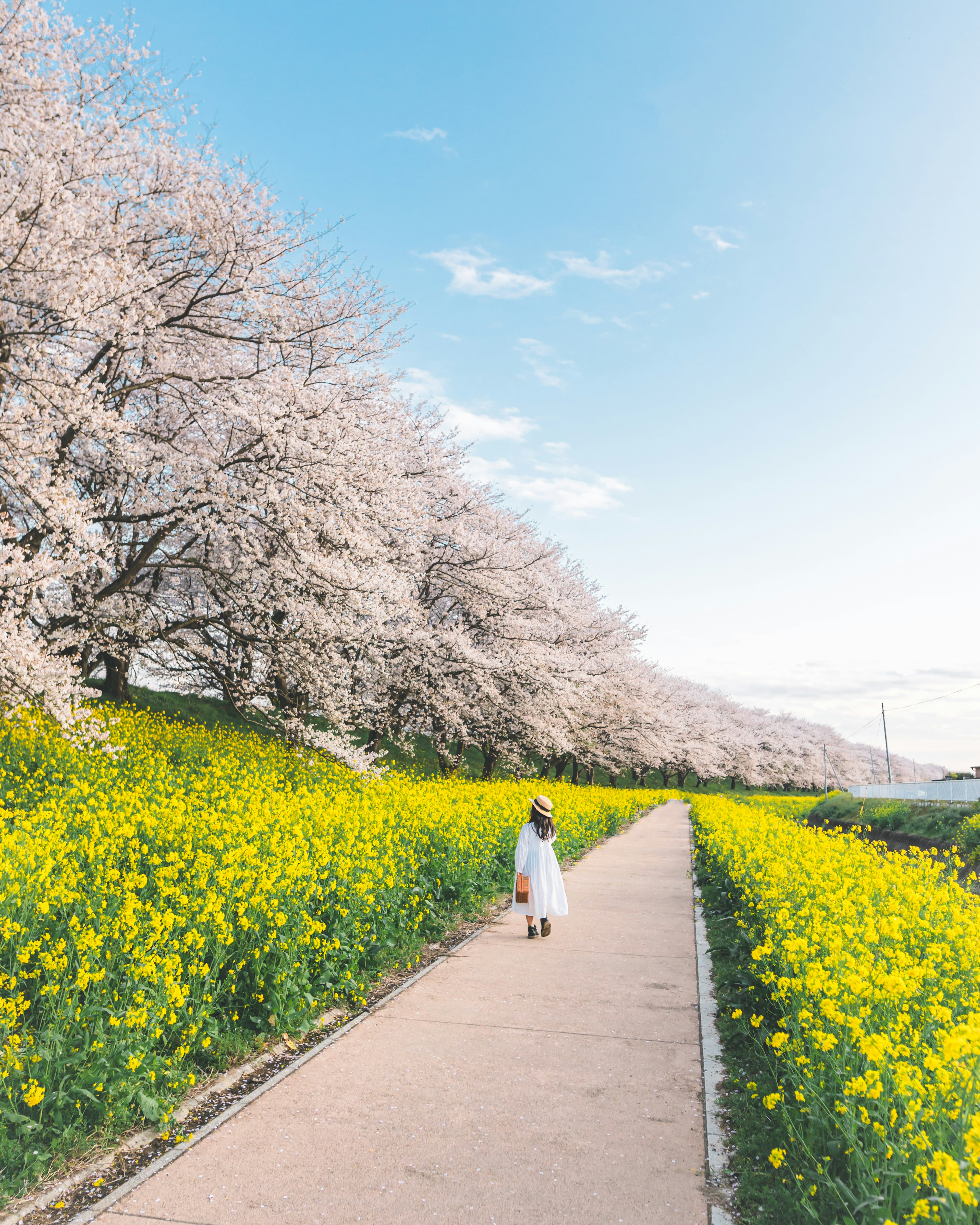 桜の木と菜の花に囲まれた小道を歩く女性