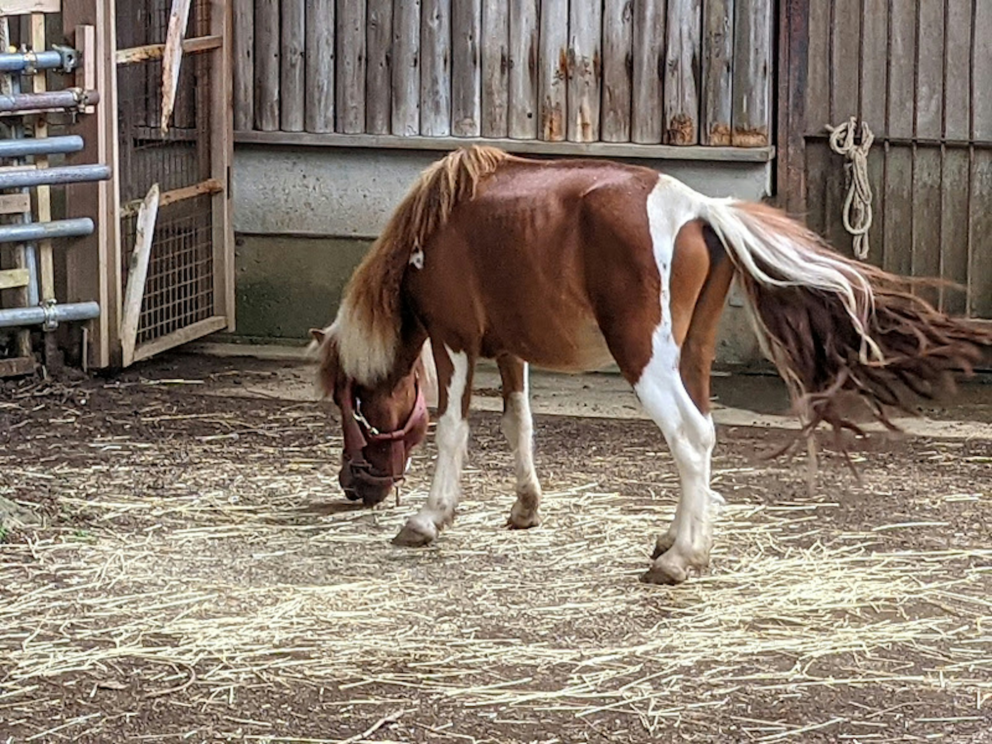 Un piccolo cavallo marrone e bianco che bruca fieno