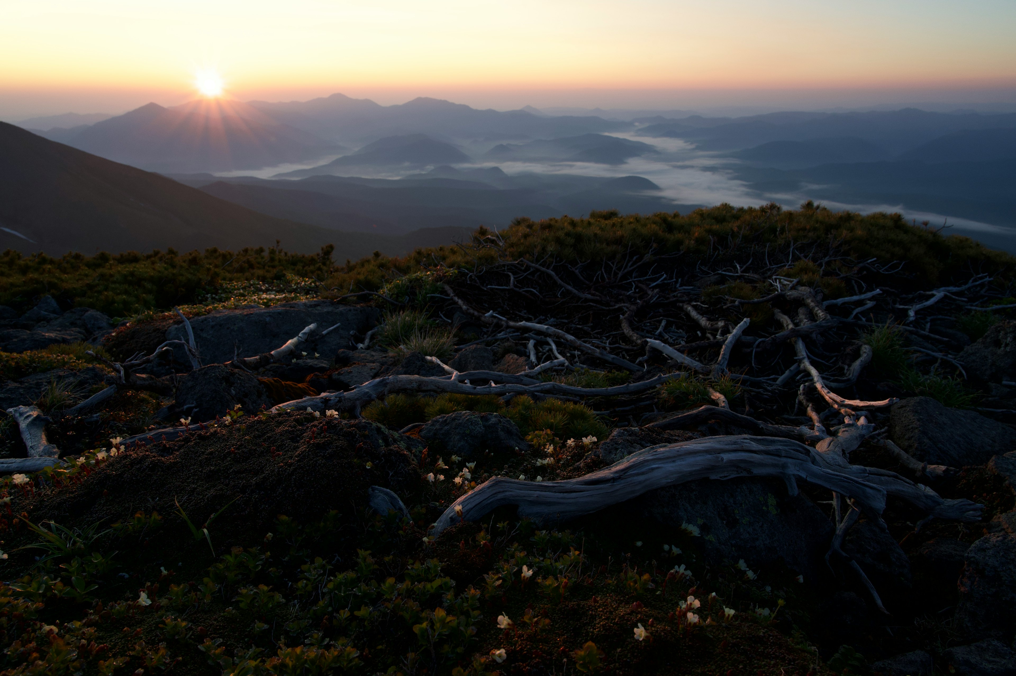 夕日が昇る山の景色と古い木の根