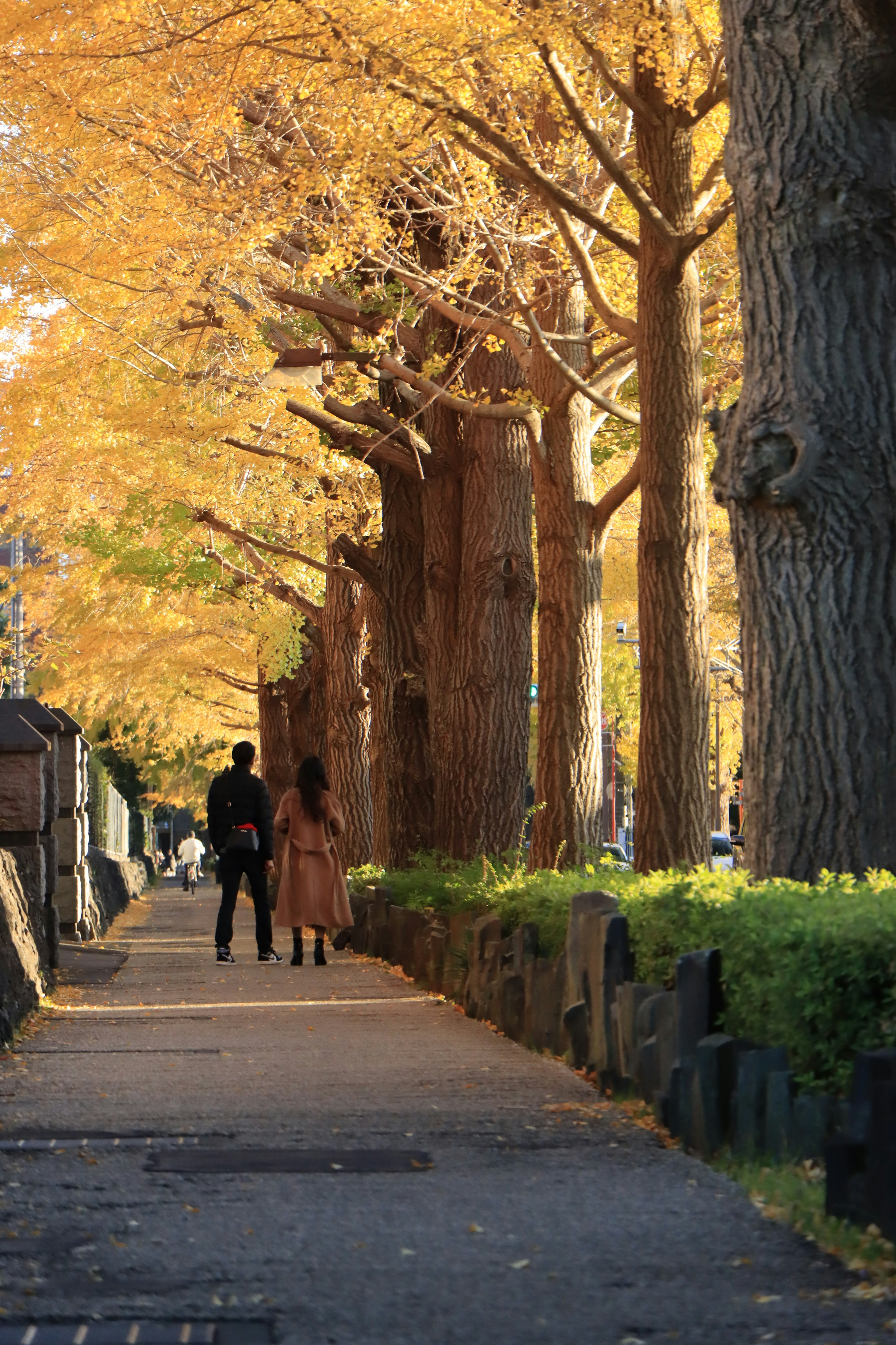 Silhouette di una coppia che cammina su un sentiero autunnale fiancheggiato da alberi di ginkgo dorati