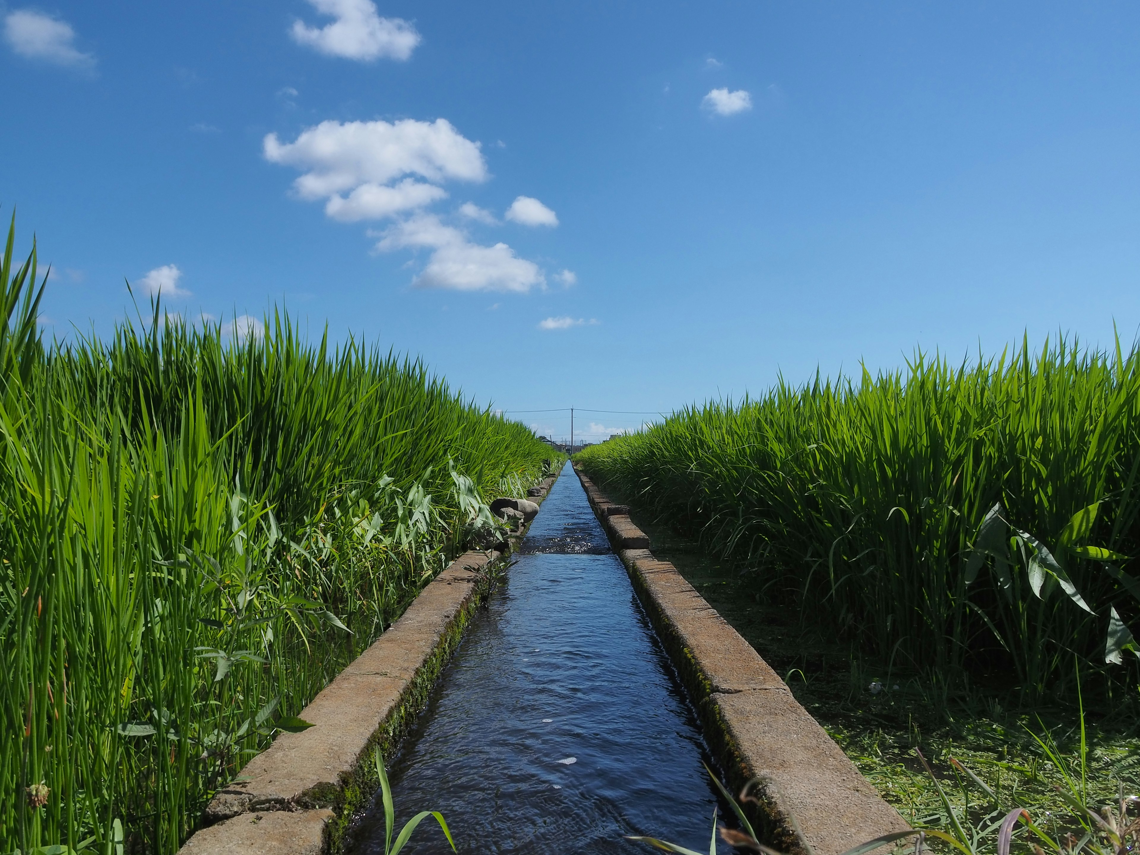 Canale d'acqua circondato da verdi campi di riso sotto un cielo blu