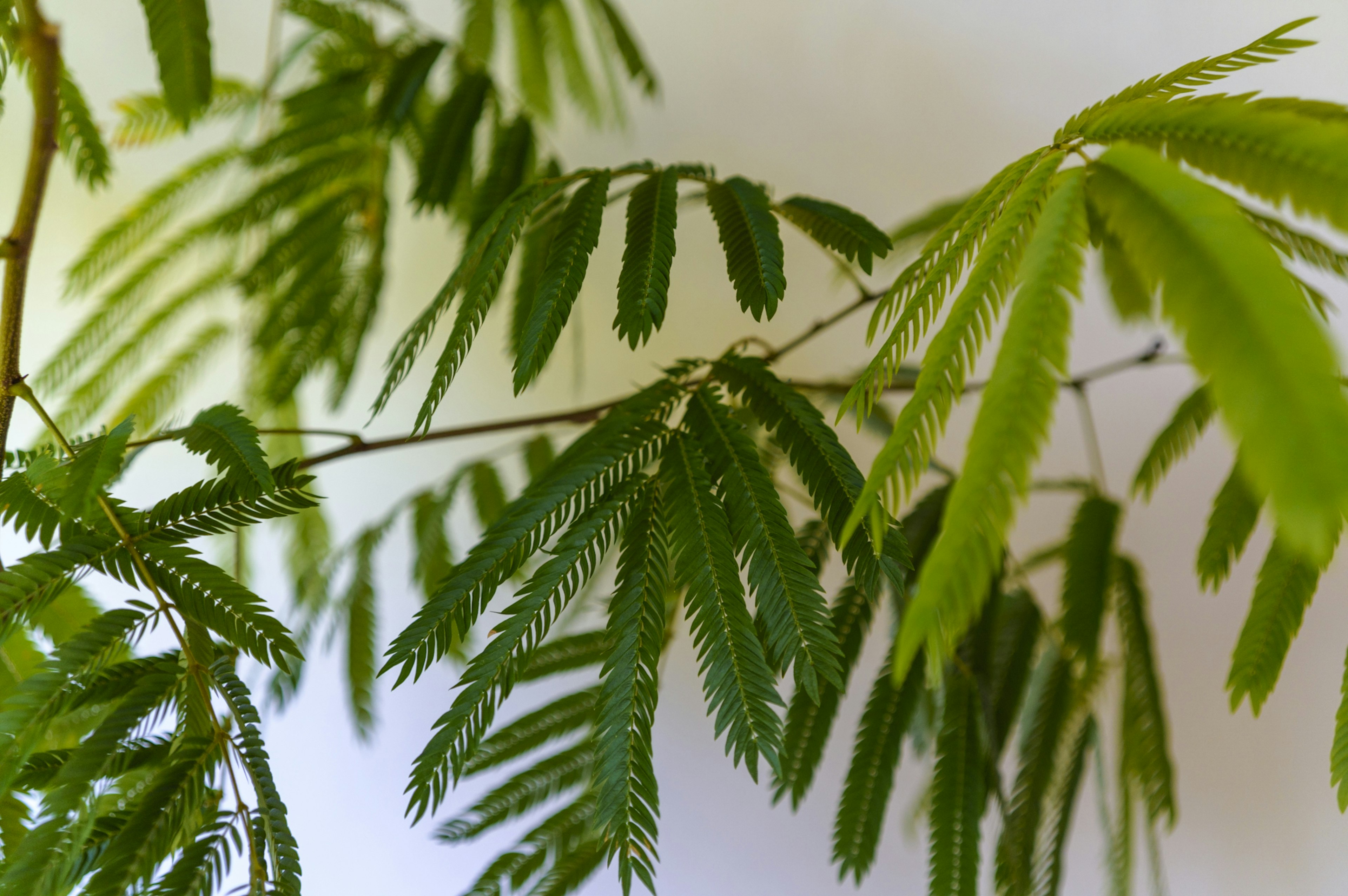 Gros plan d'une plante avec des feuilles vertes denses