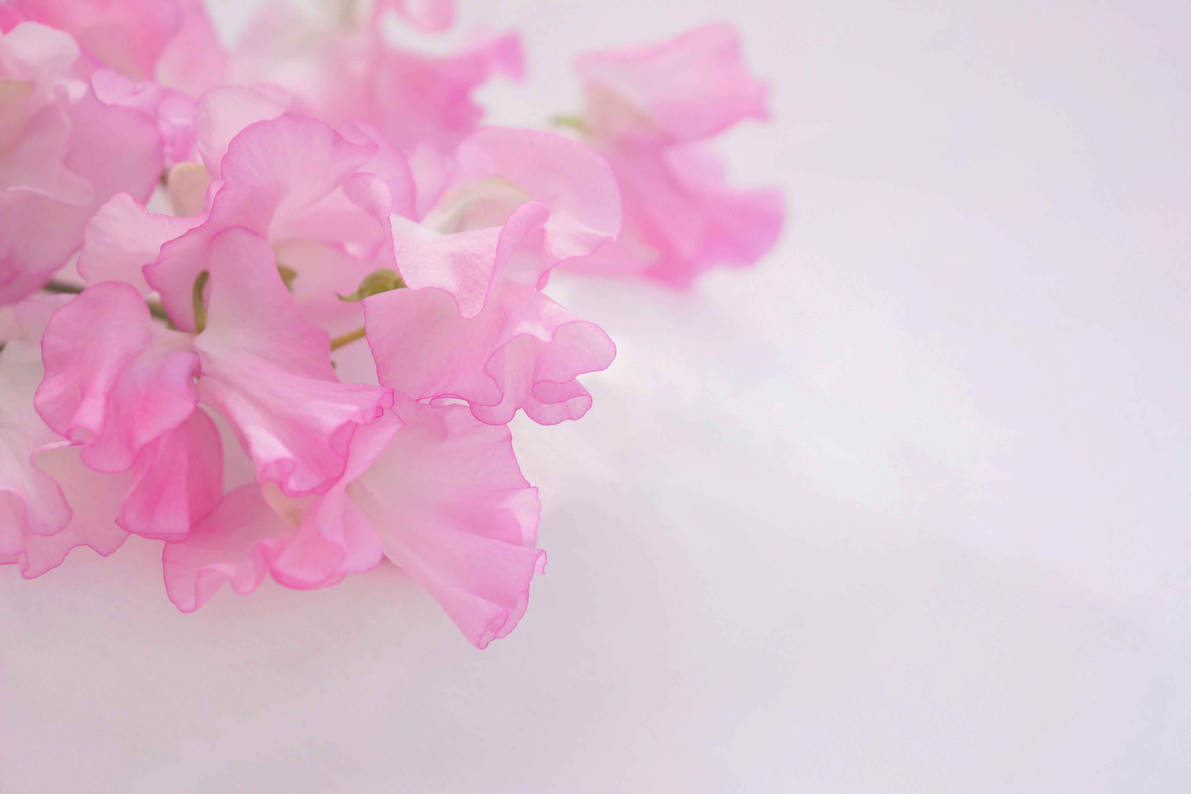 Zarte rosa Blumen auf einem sanften Hintergrund angeordnet