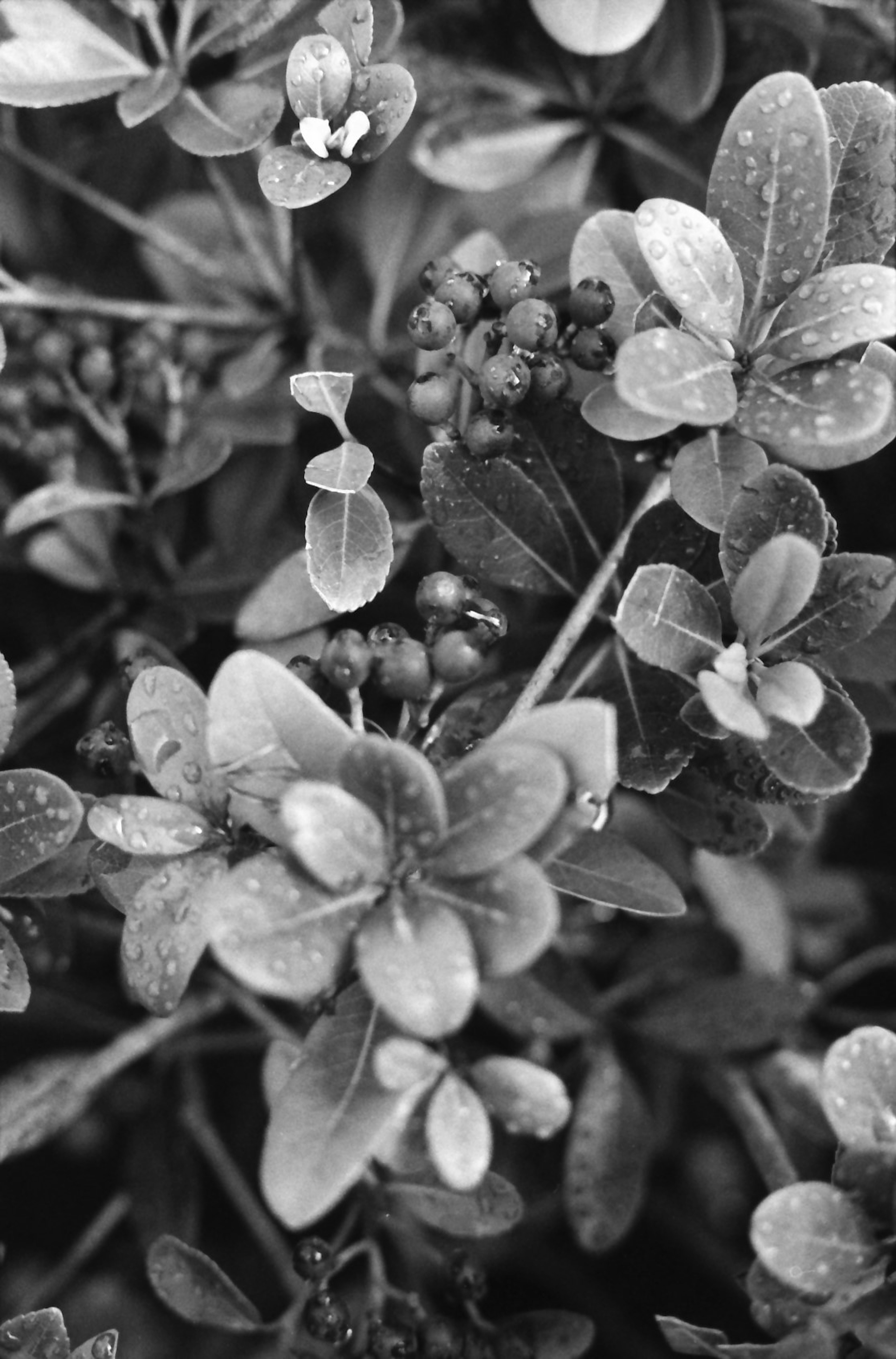 Close-up of monochrome plants featuring various leaves and flowers densely clustered