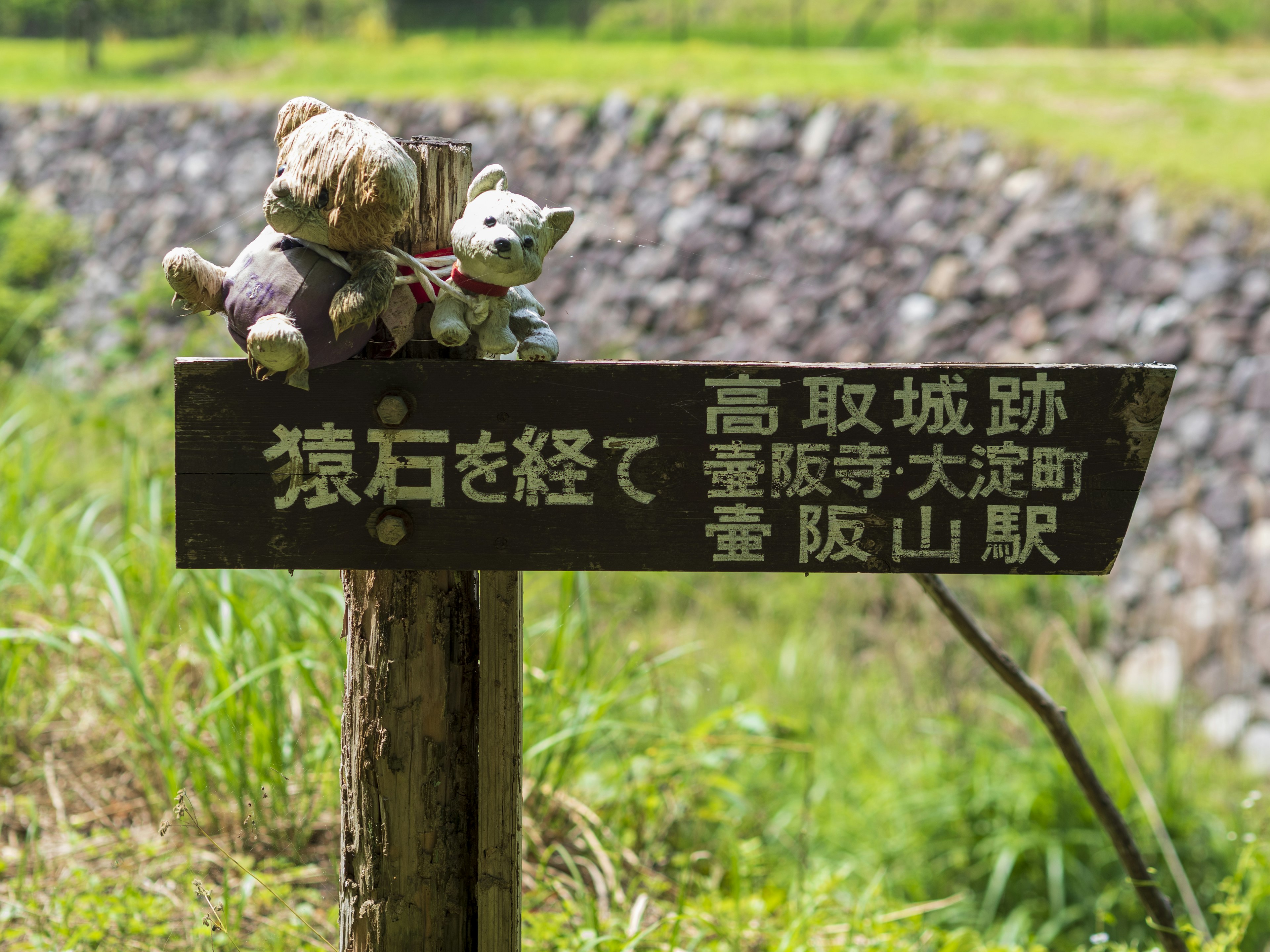 一块木制标志上放着毛绒玩具，周围是草地