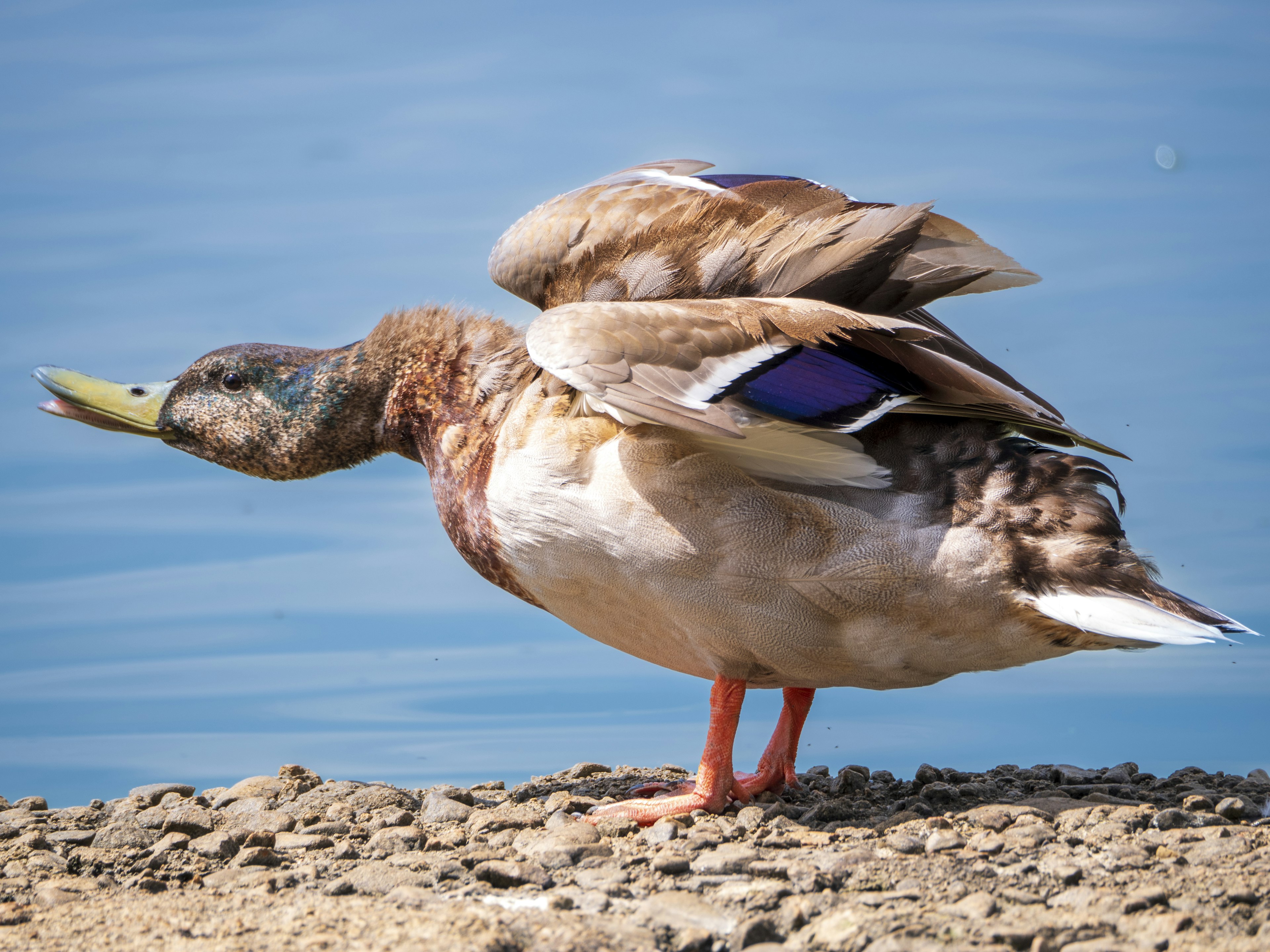 A duck spreading its wings by the water