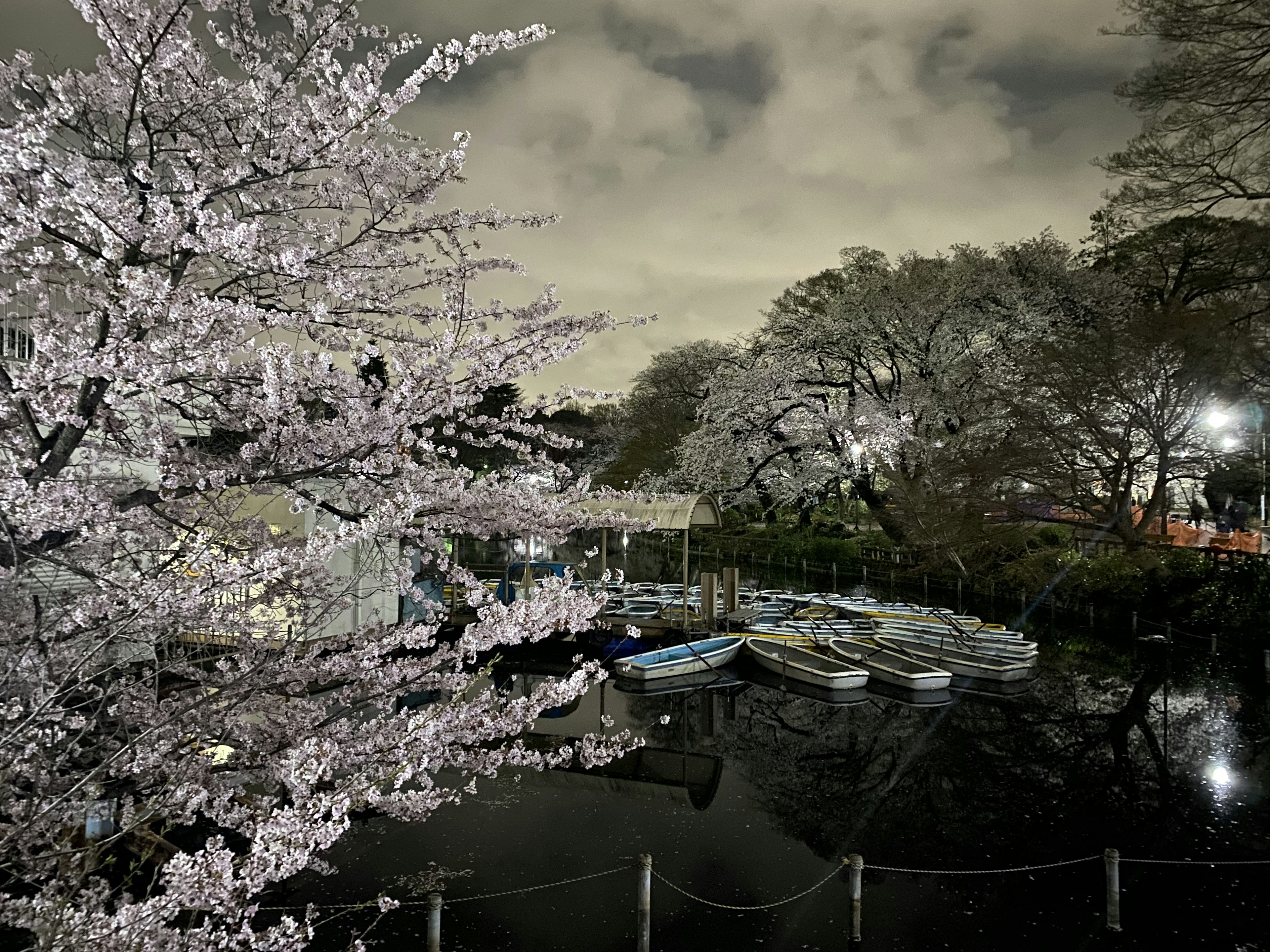 公園夜櫻花景色 池塘上的小船和陰雲密布的天空