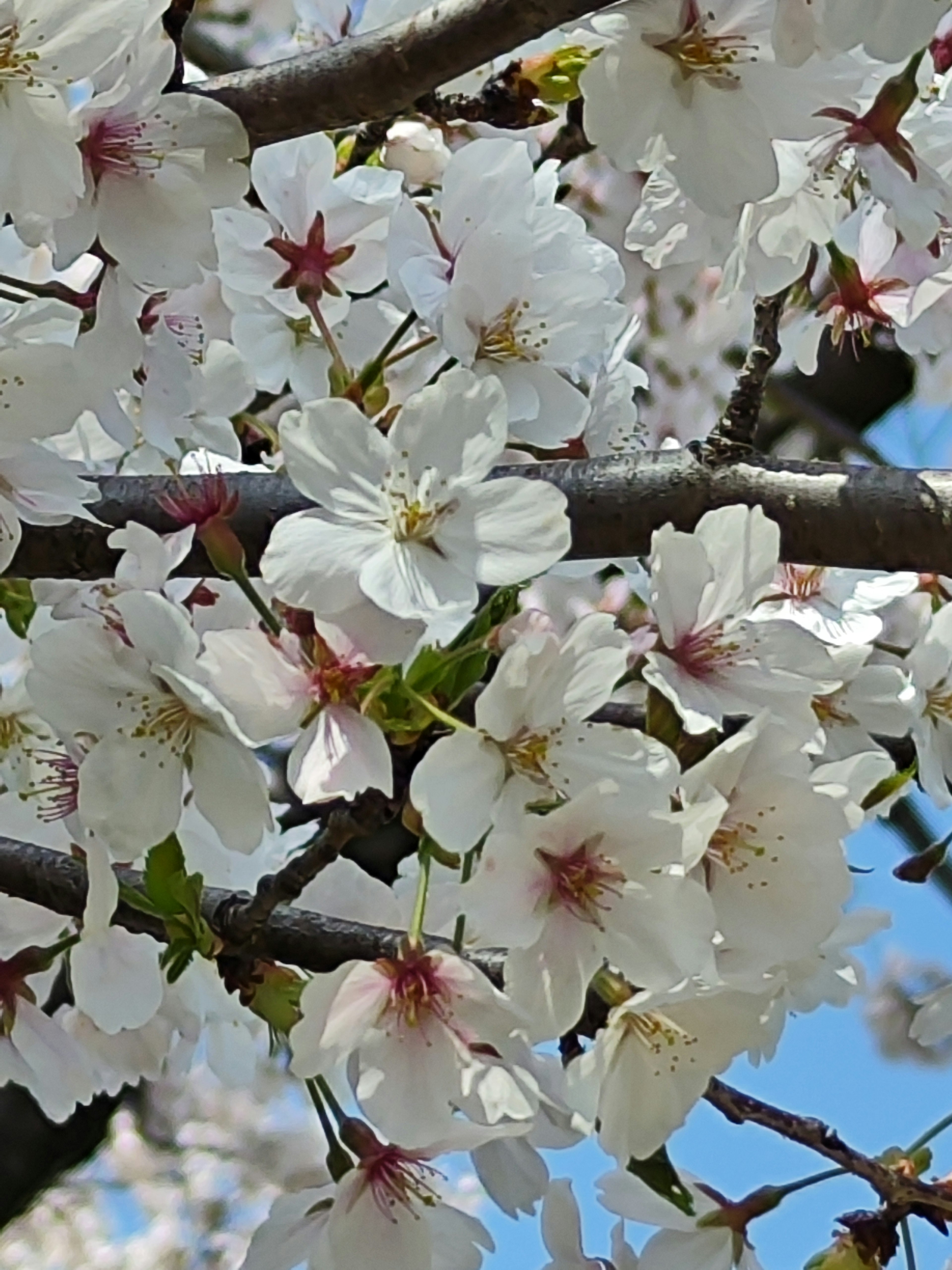 Close-up of cherry blossom branches with white flowers and pink centers