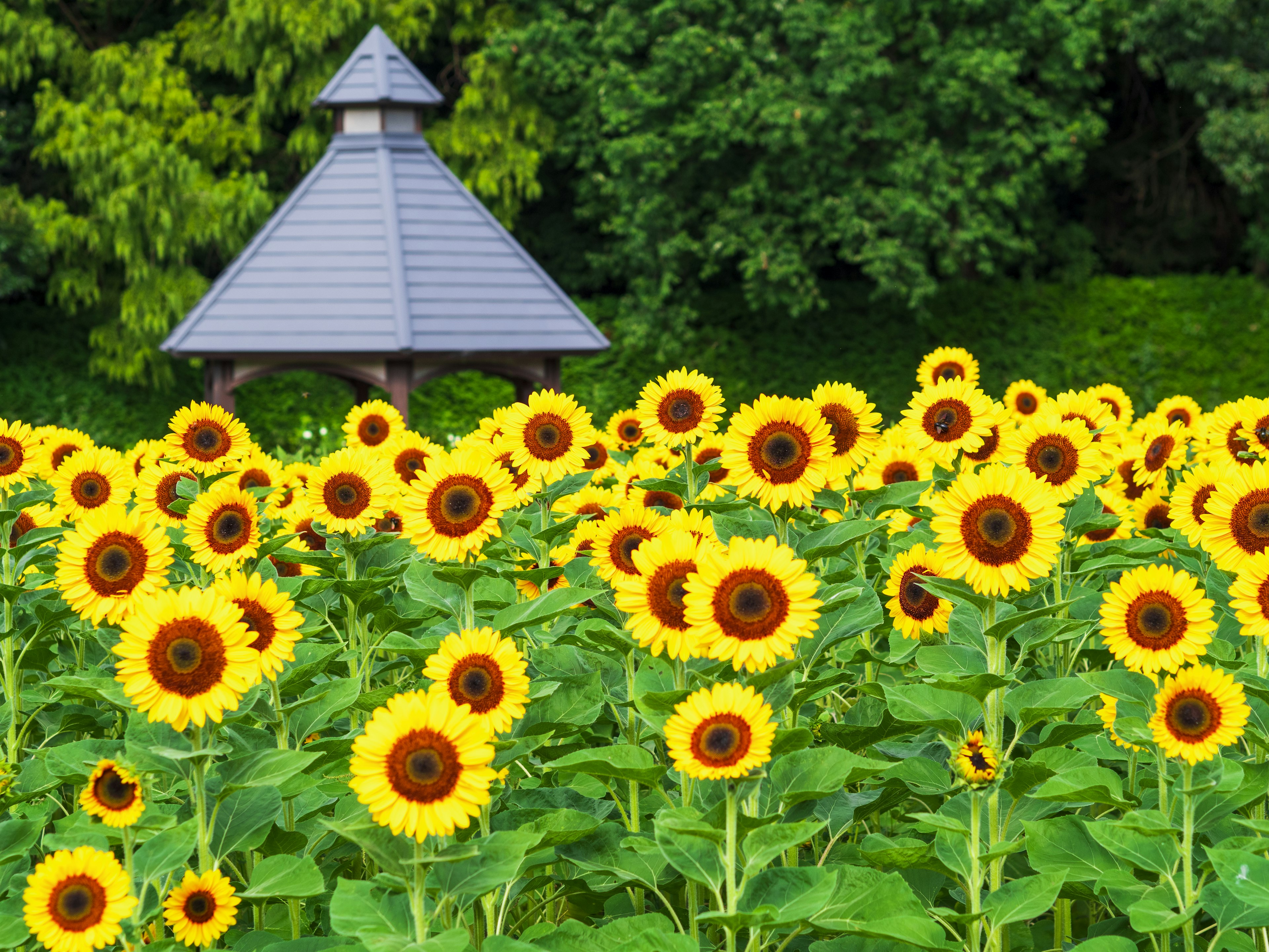 Sonnenblumenfeld mit einem Pavillon im Hintergrund lebendige gelbe Blüten vor grünem Laub