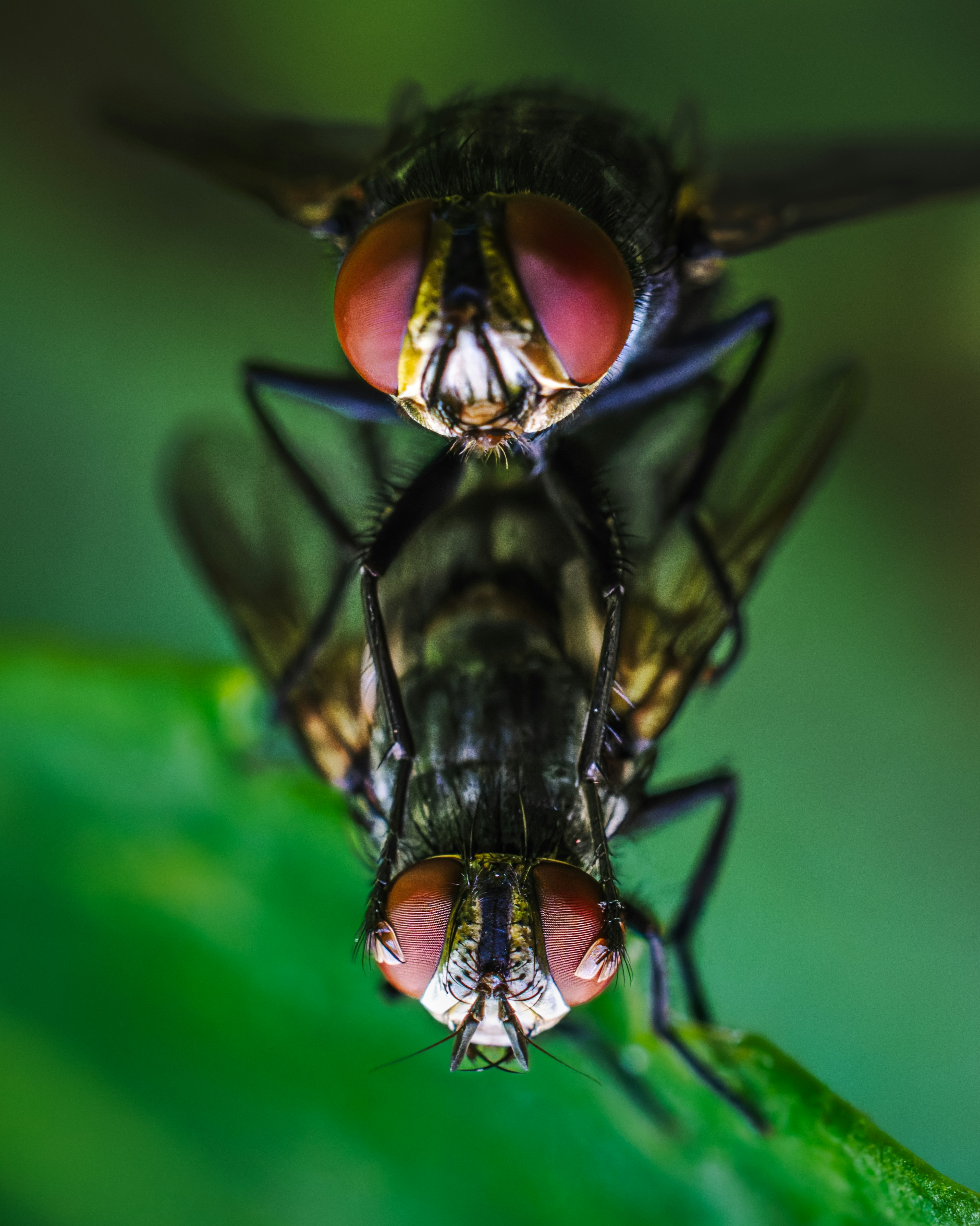 Two flies perched on a green leaf in macro photography