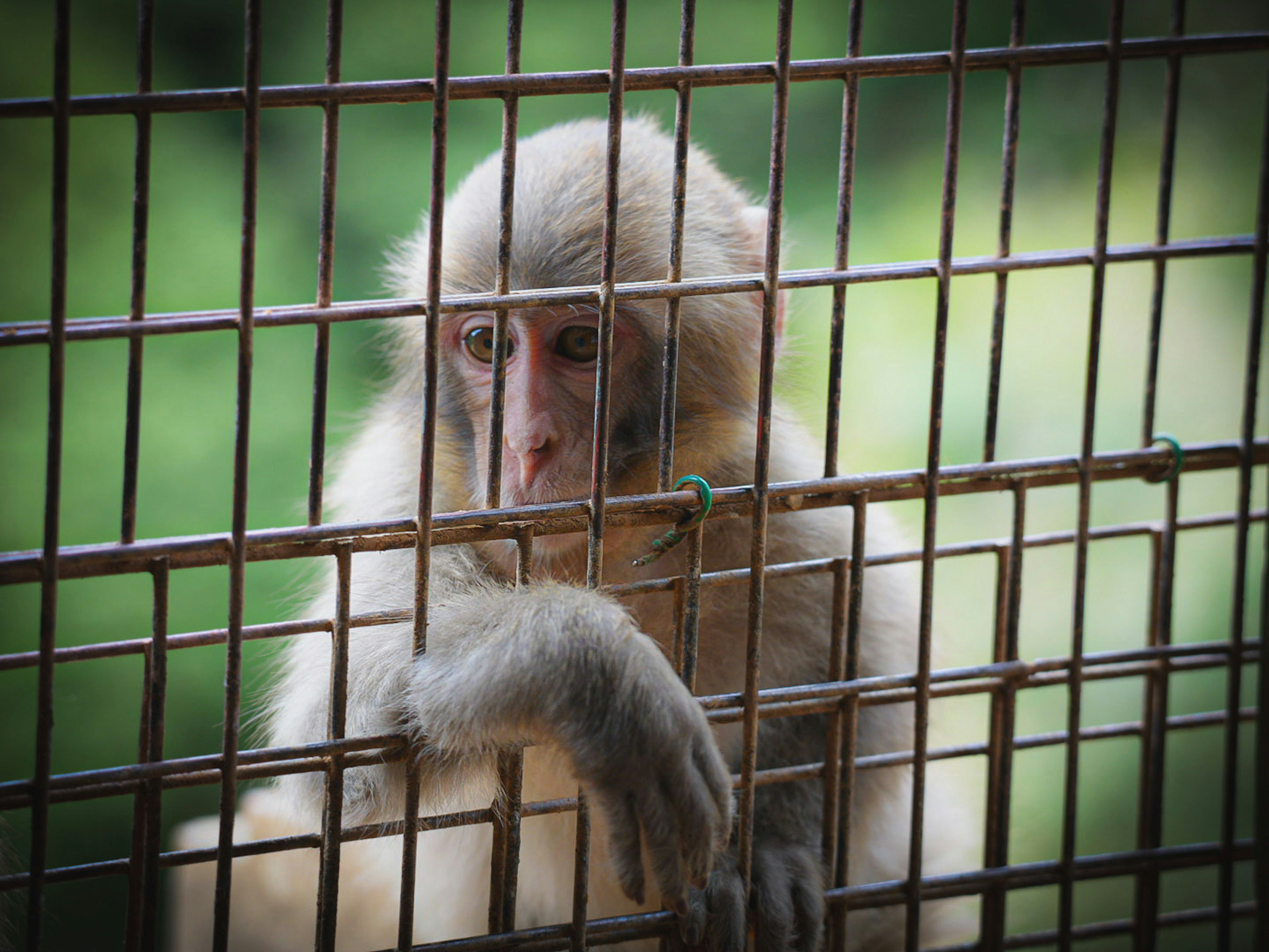 Un singe regardant à travers une clôture en fil de fer