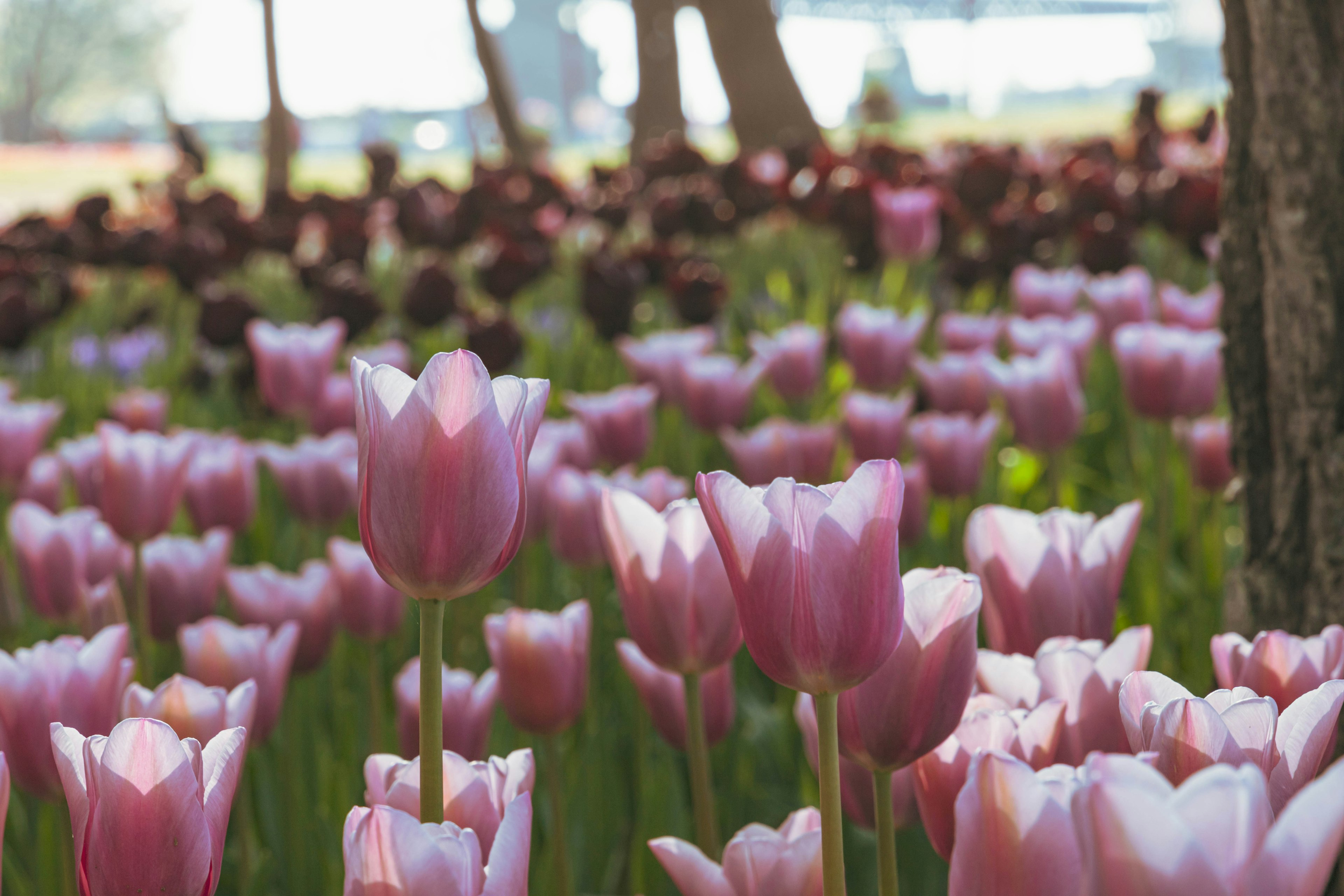 Un campo vibrante di tulipani nelle tonalità di rosa e viola scuro la luce del sole che filtra tra gli alberi