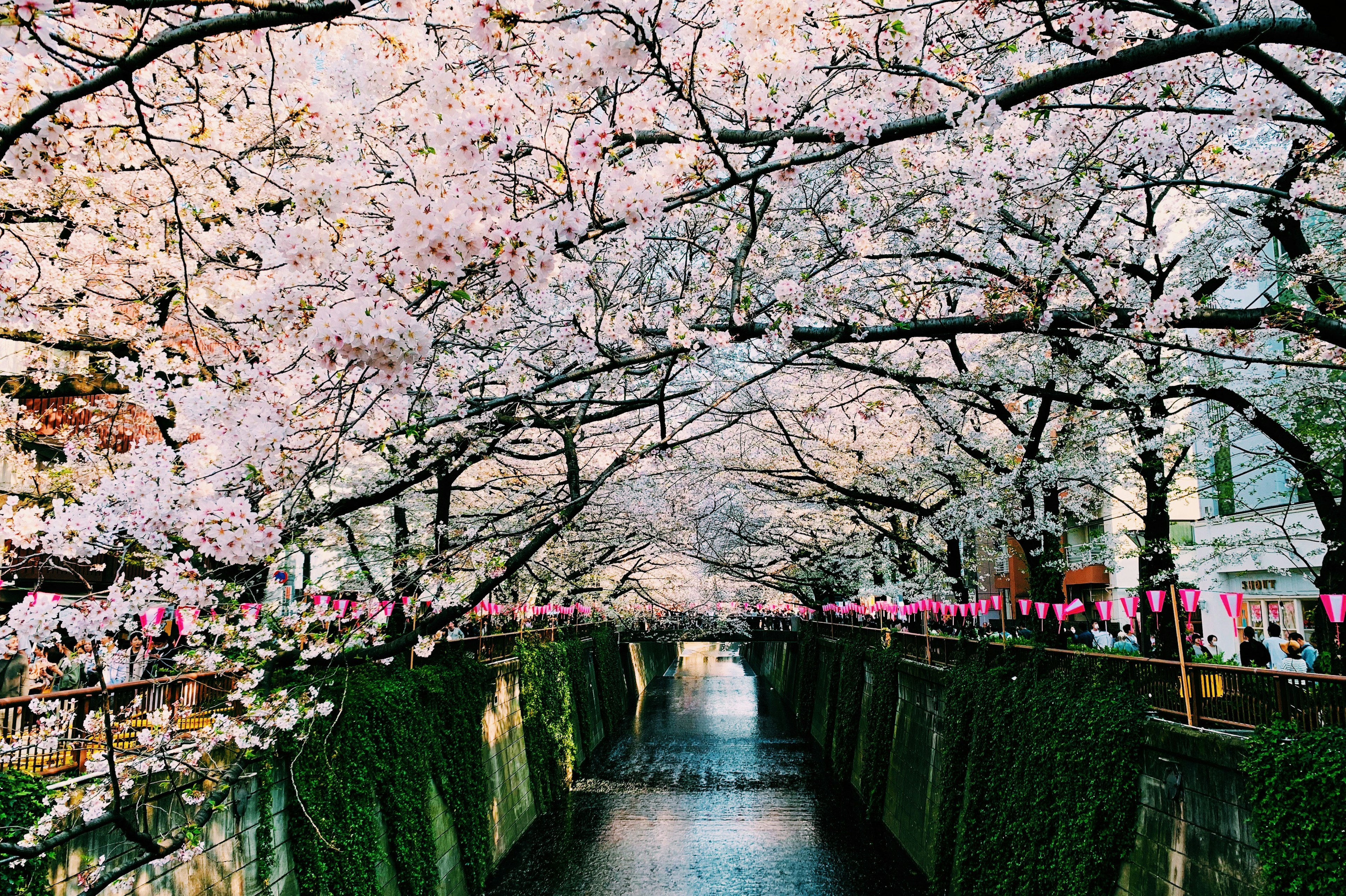 桜の木が川を覆う美しい春の風景