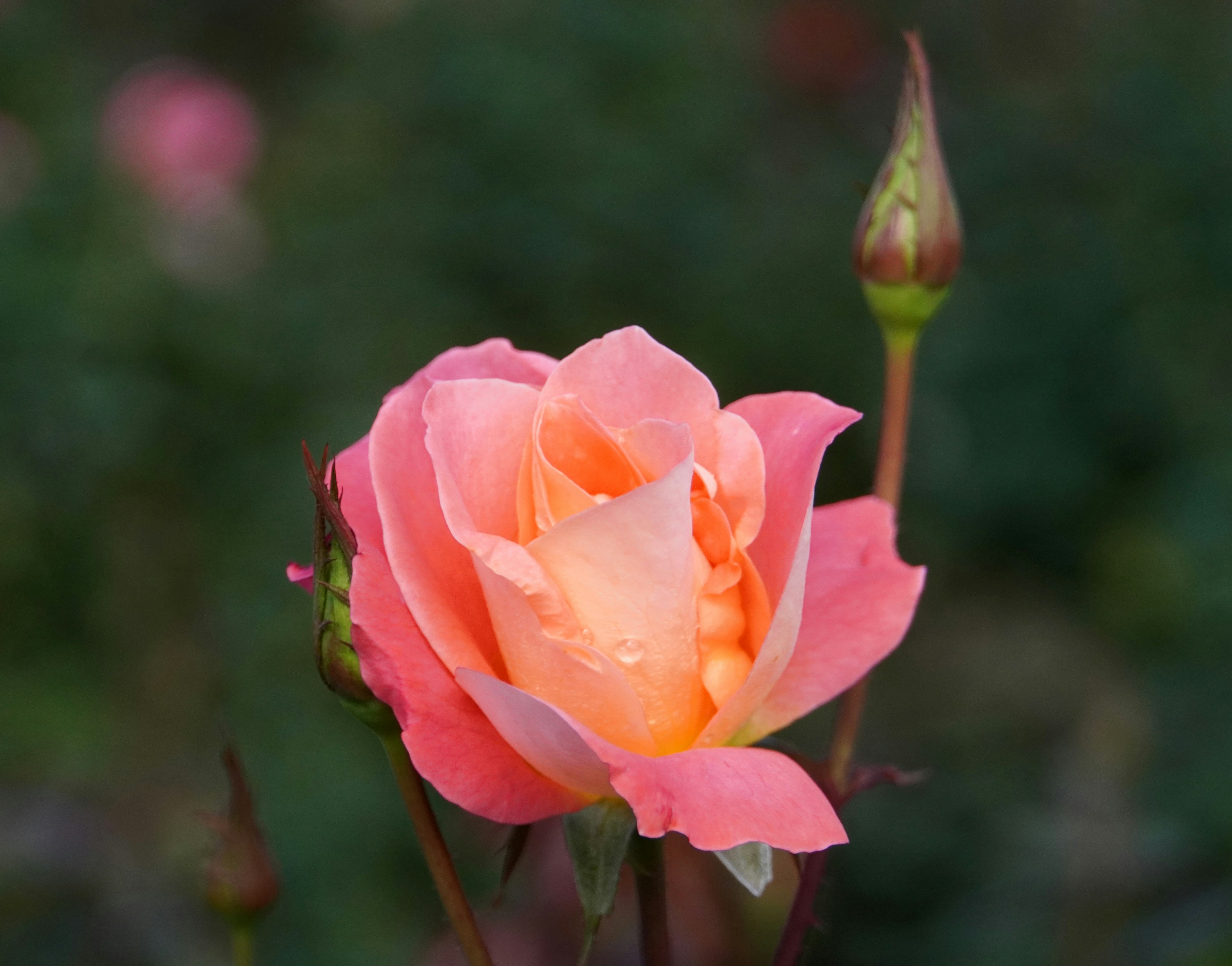 A beautiful pink rose flower in bloom