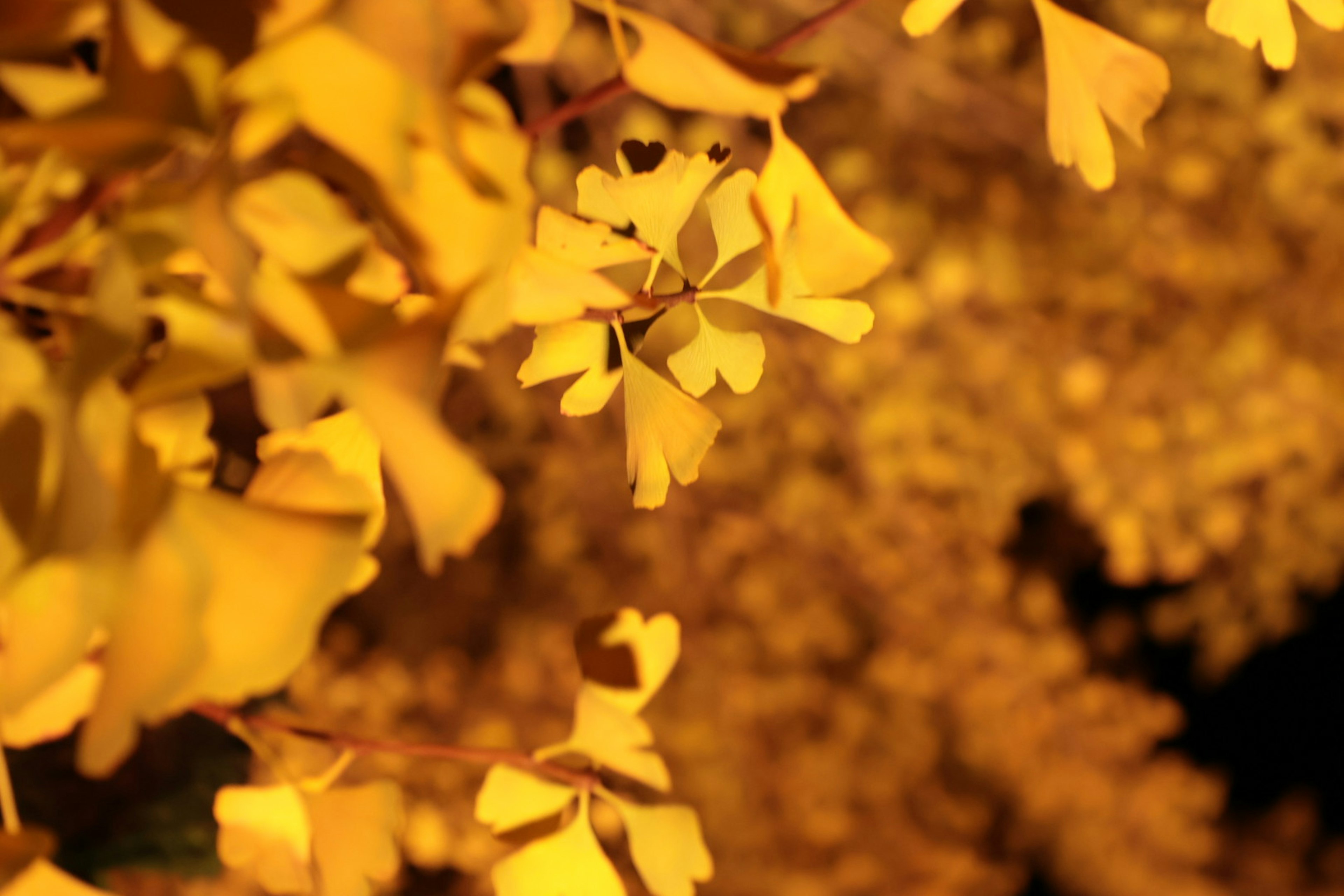 Primo piano di foglie di ginkgo gialle vibranti su uno sfondo morbido