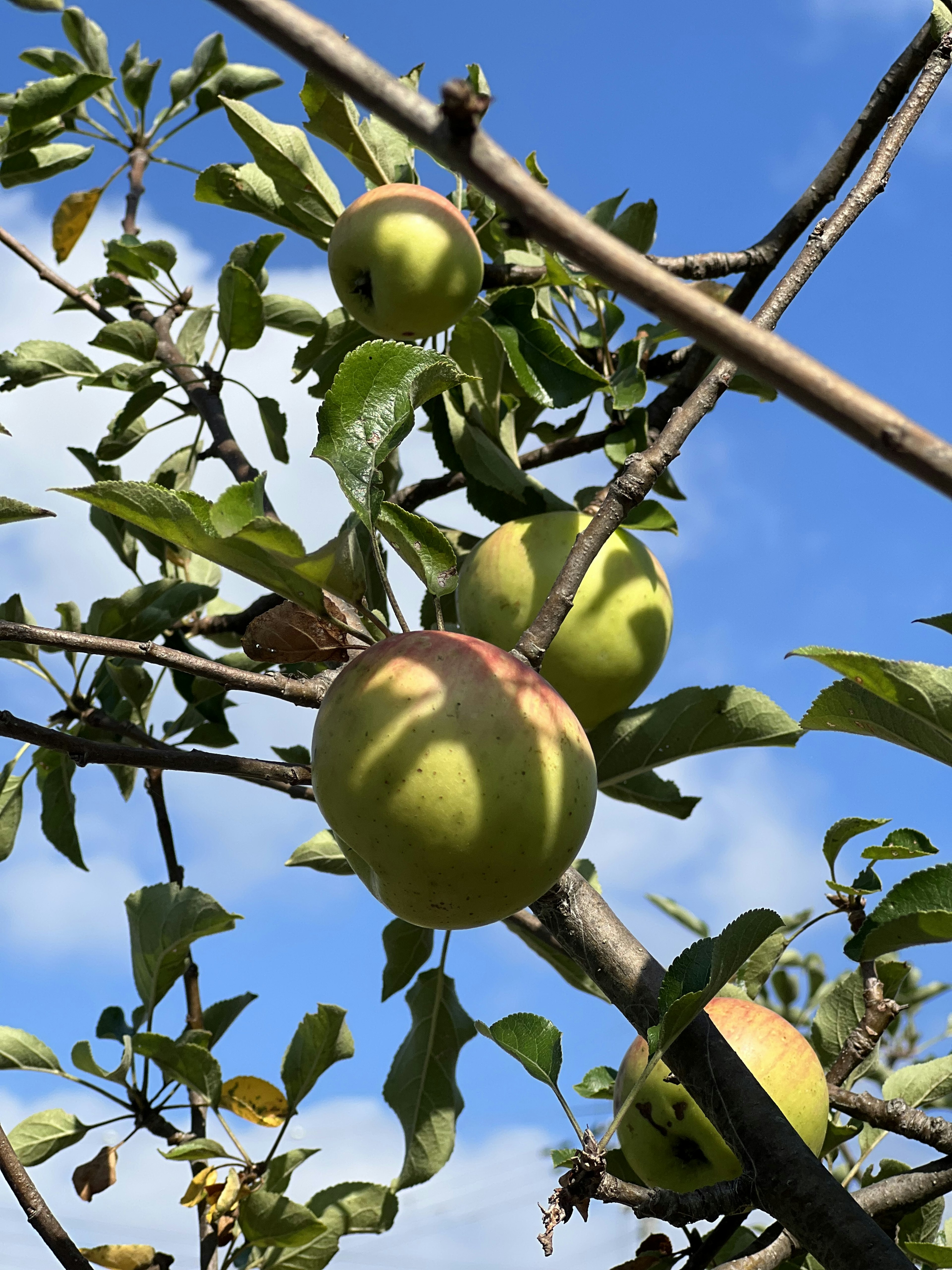 Grüne Äpfel hängen an Zweigen vor einem blauen Himmel