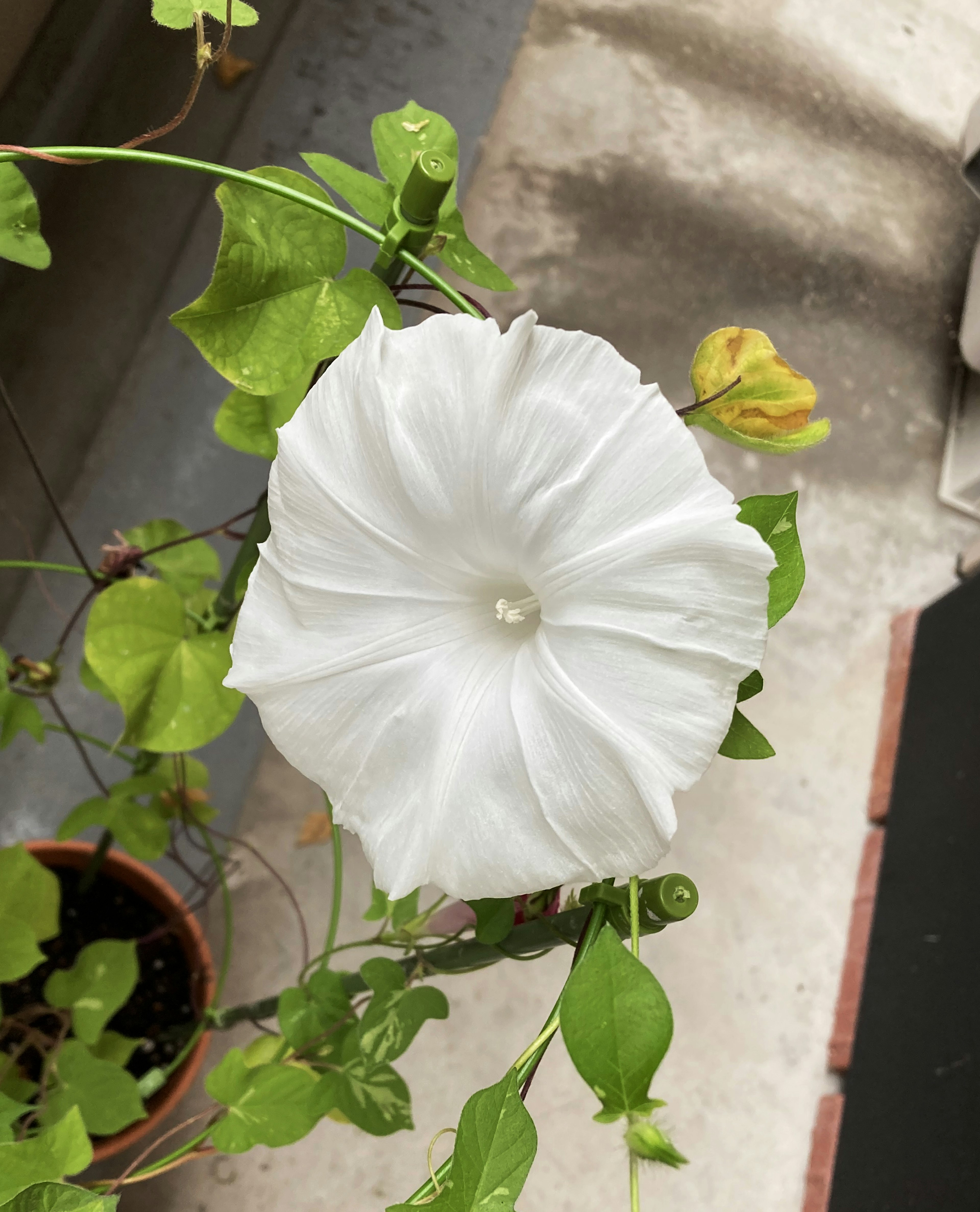 Weiße Blume mit grünen Blättern aus der Draufsicht