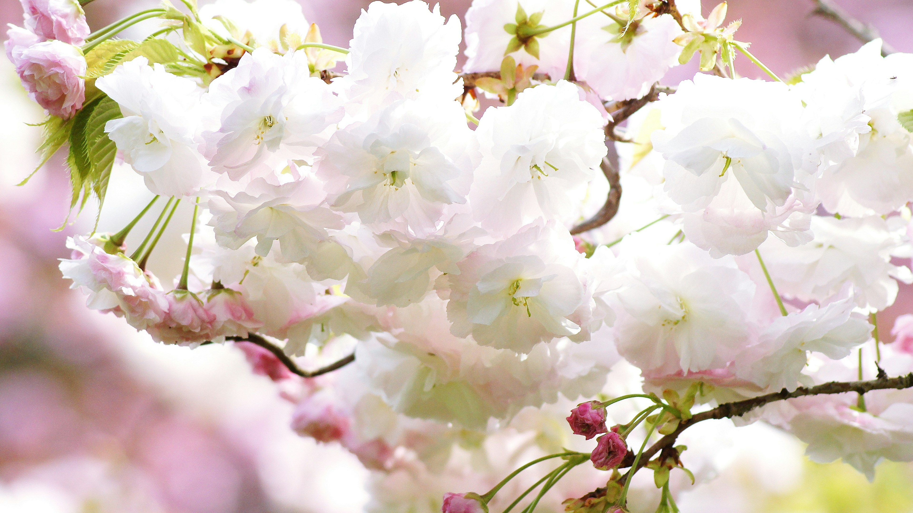 桜の白い花が満開の枝に咲いている美しい風景